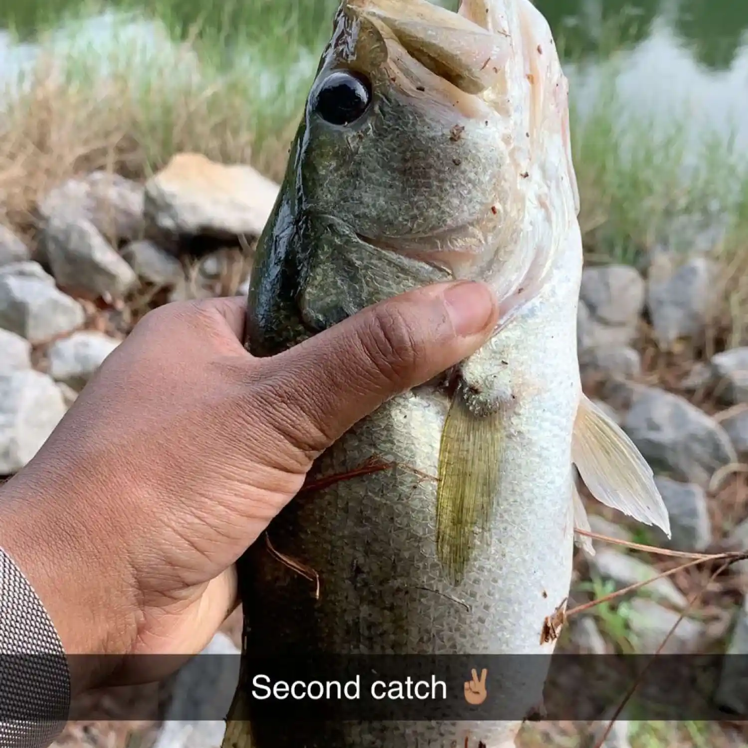 most liked catch image