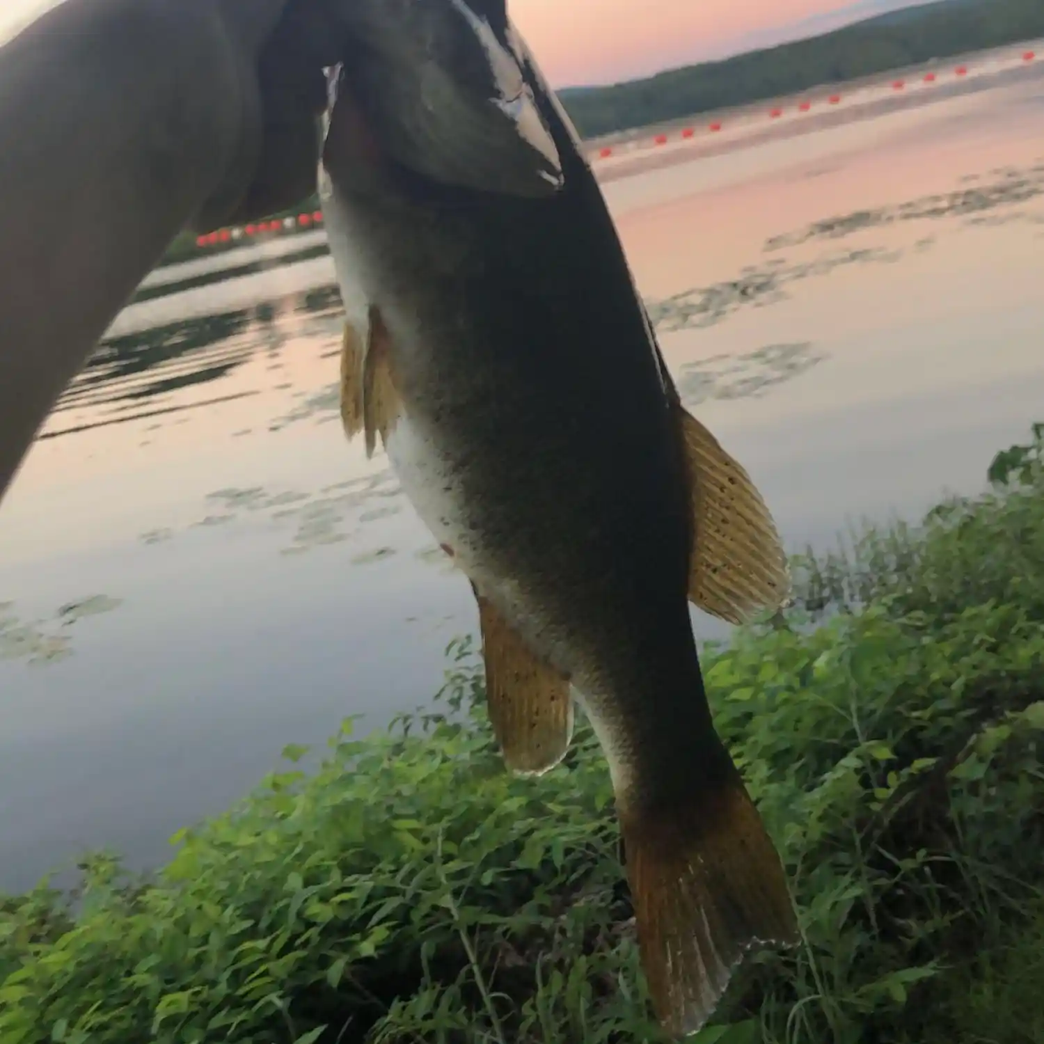ᐅ Connecticut River Reservoir fishing reports🎣• Greenfield, MA (United  States) fishing
