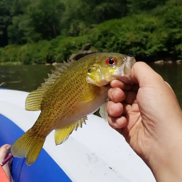 Exploring new areas along the Youghiogheny River for Smallmouth, Bait  store update