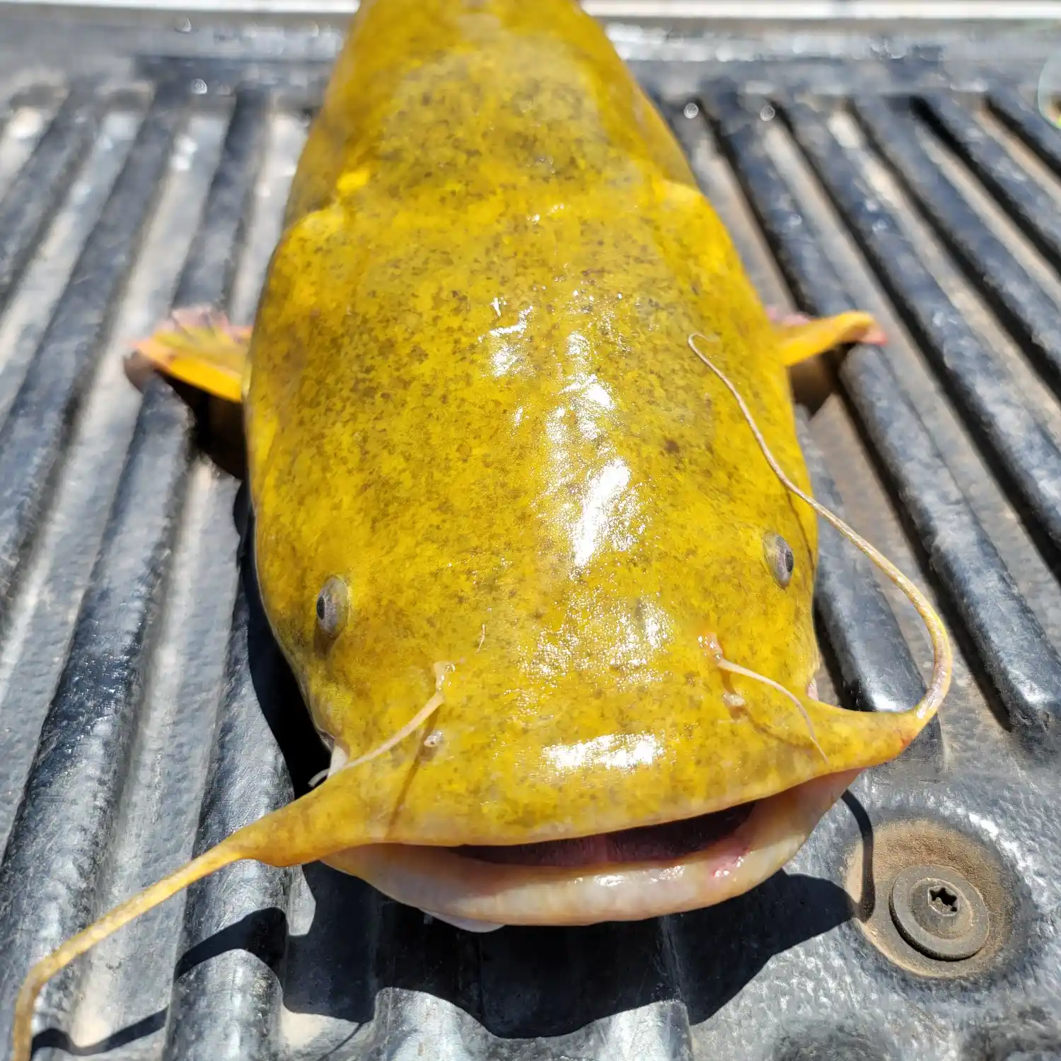 Yellow River Catfish  Pensacola Fishing Forum