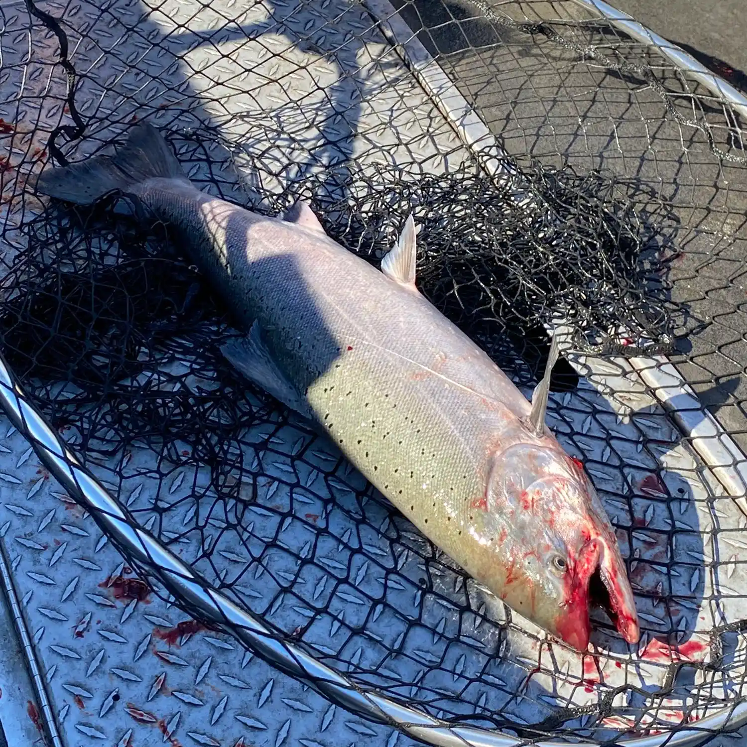 ᐅ Wind River fishing reports🎣• Hood River, WA (United States) fishing