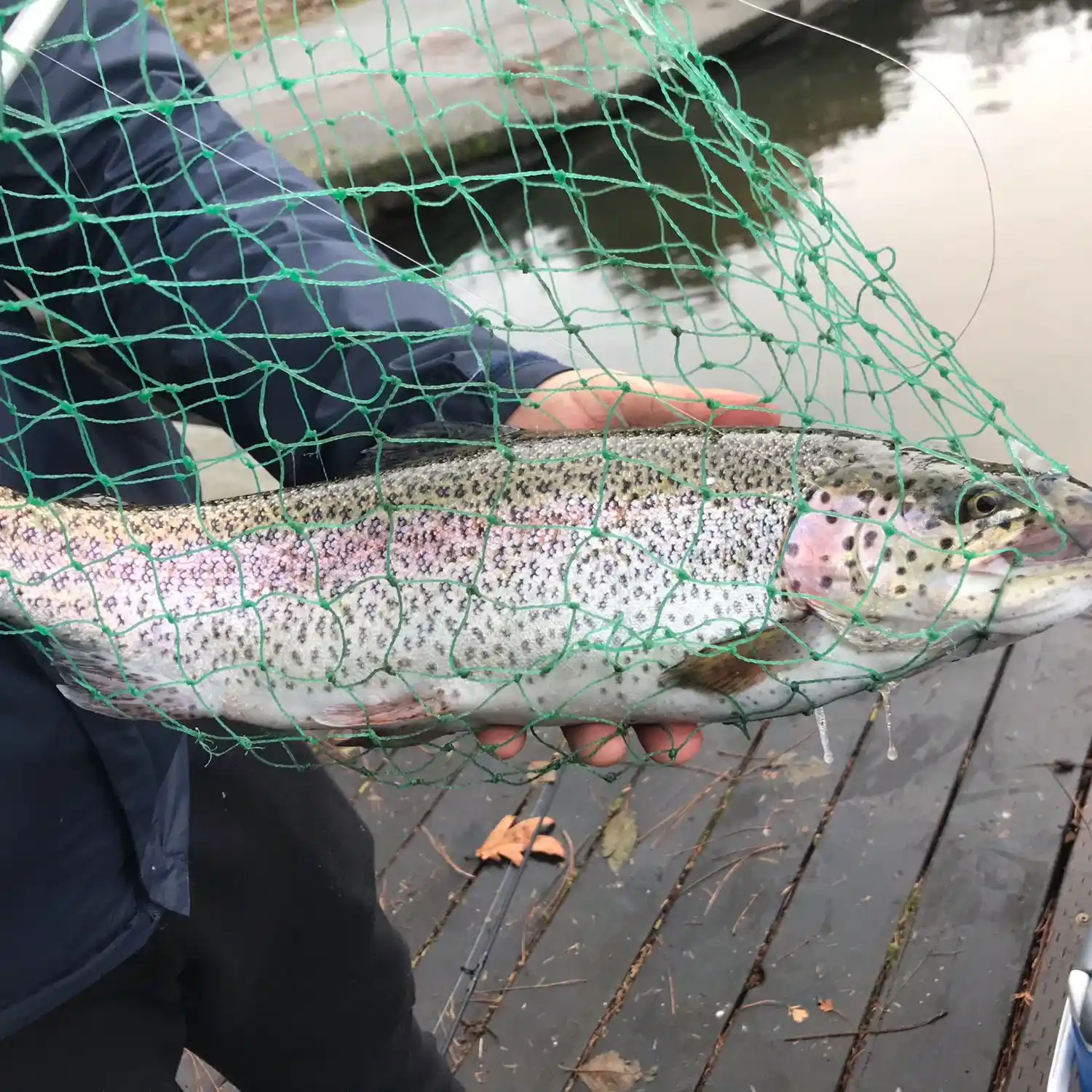 Green Lake Trout Fishing in Seattle