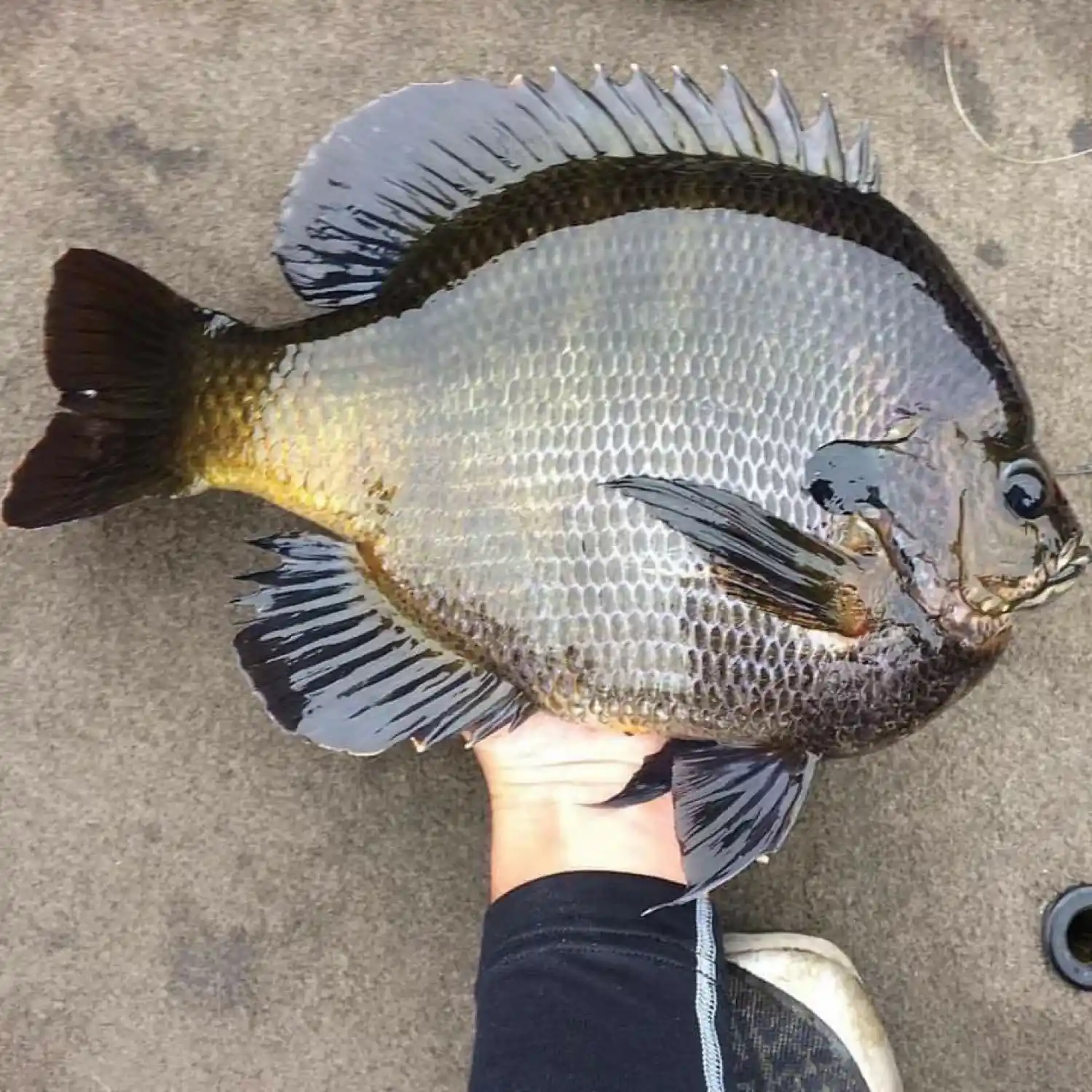 Bluegill - Fishing in Quarries