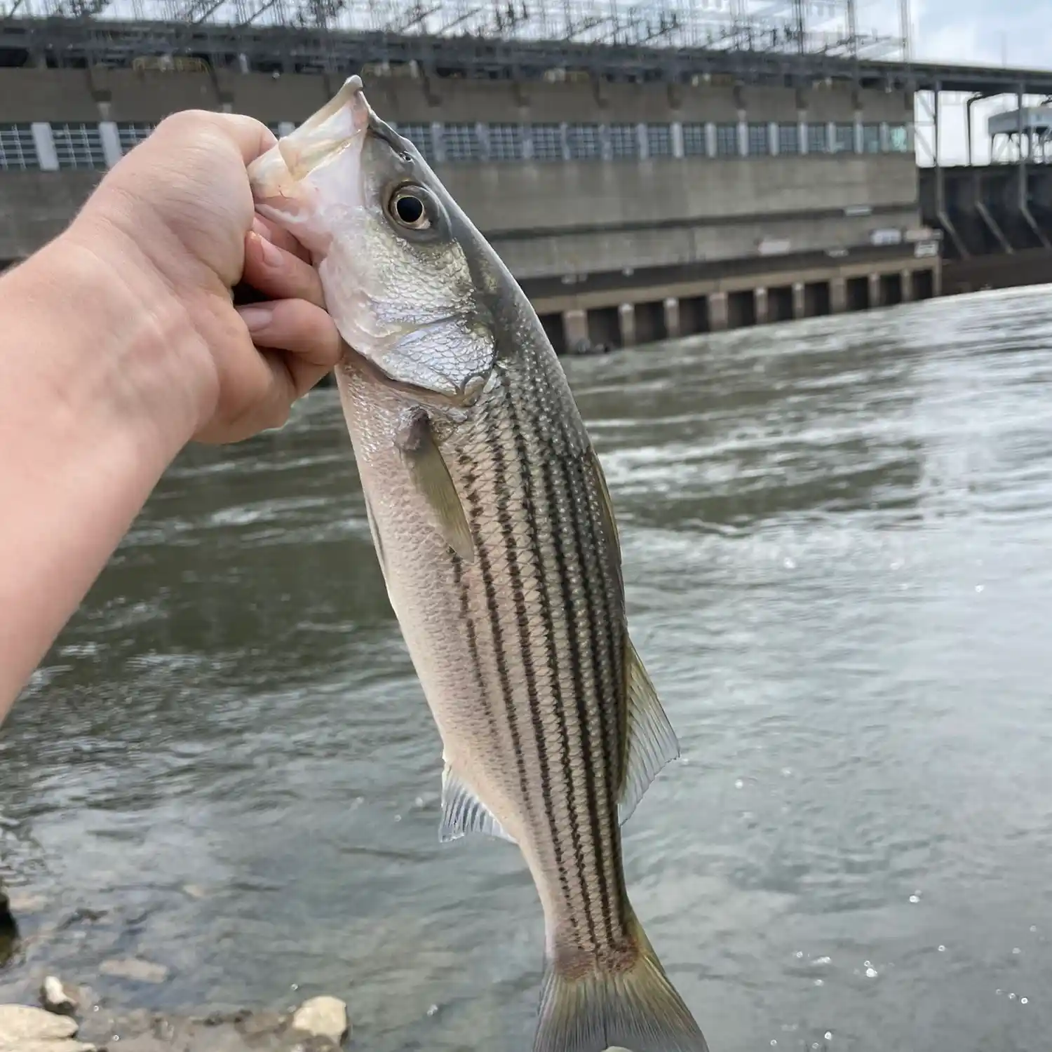 United State] Striped Bass Fishing the Tennessee River