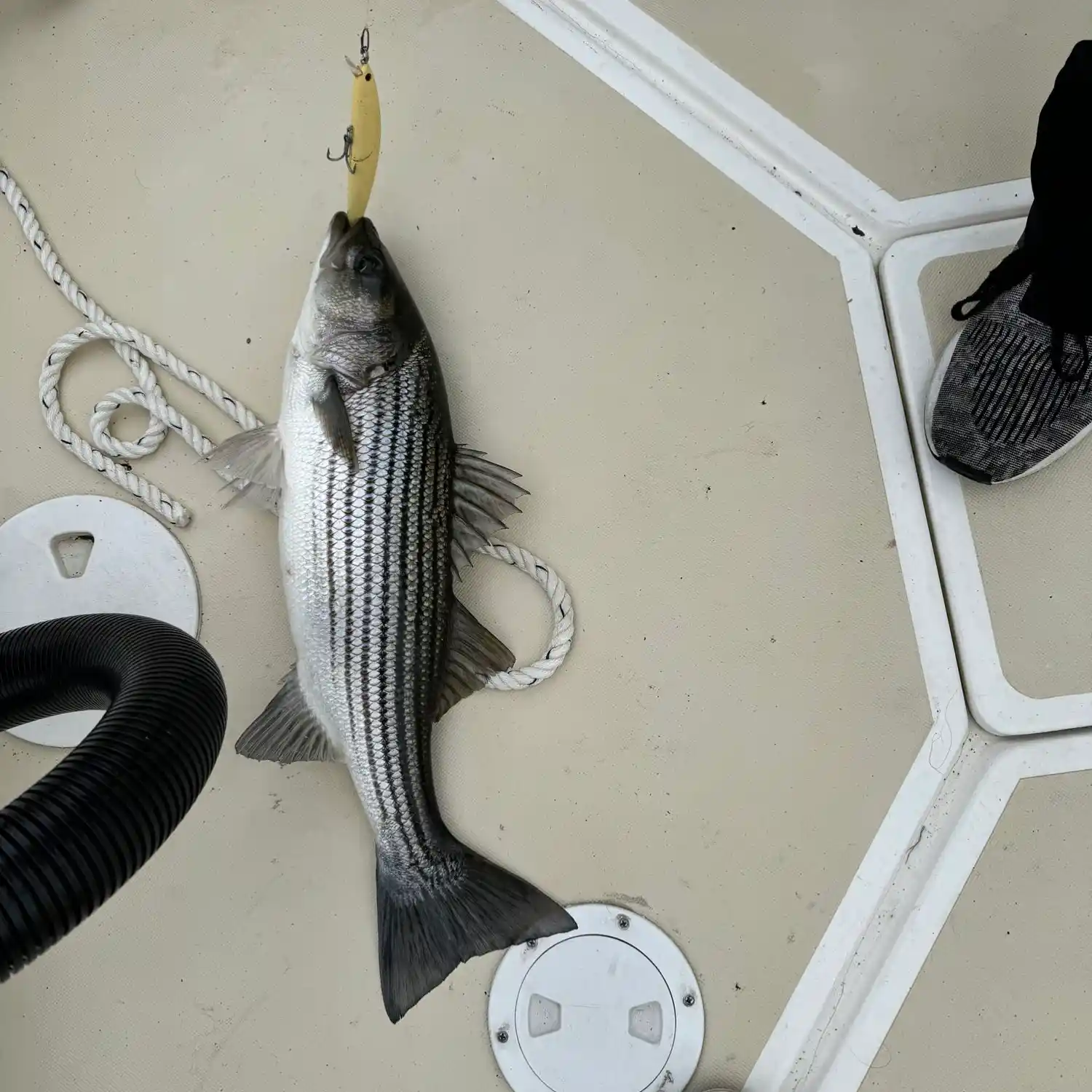 ᐅ Pawcatuck River fishing reports🎣• Stonington, RI (United States) fishing