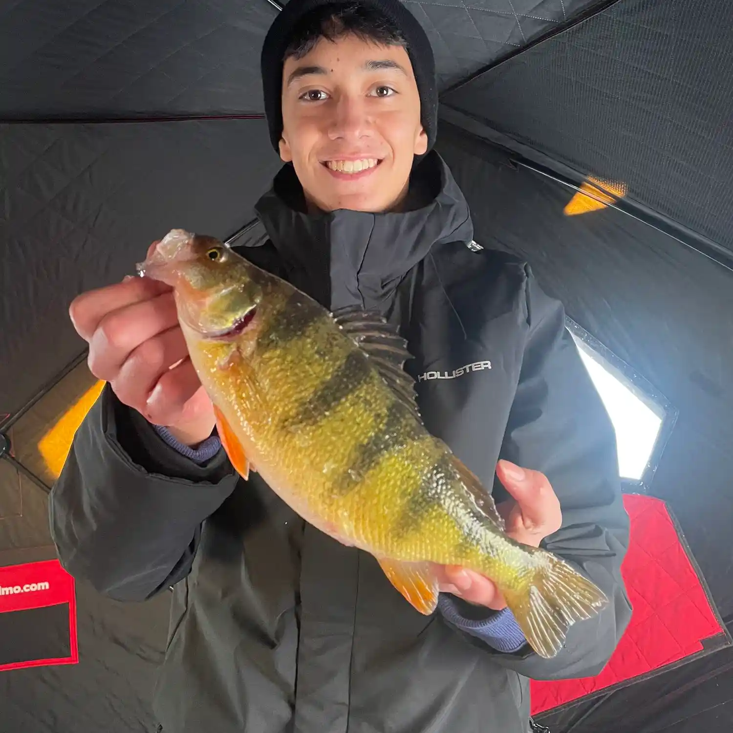 4 Walleye 1 Perch Fish Image & Photo (Free Trial)