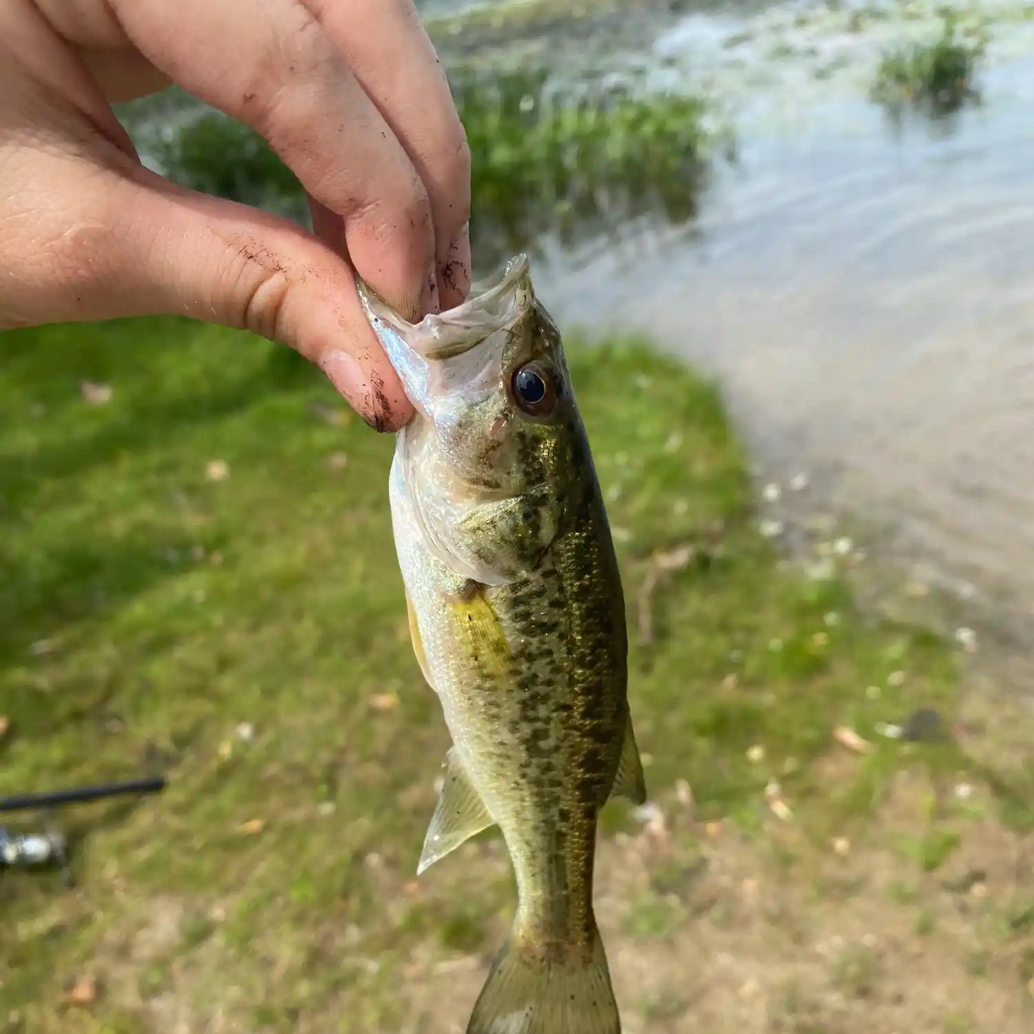 ᐅ Big School Lot Lake fishing reports🎣• Fenton, MI (United States) fishing