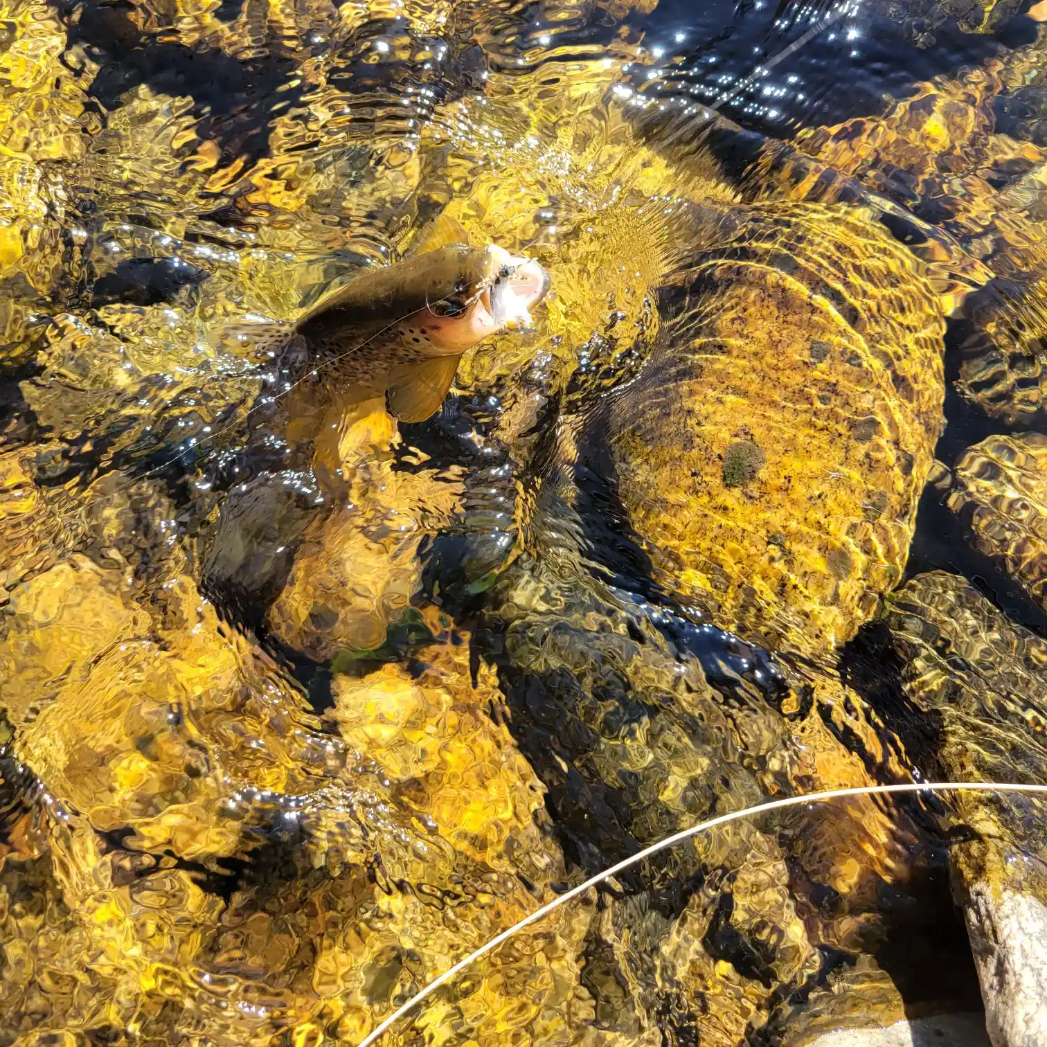 ᐅ Aspen Brook fishing reports🎣• Loveland, CO (United States) fishing