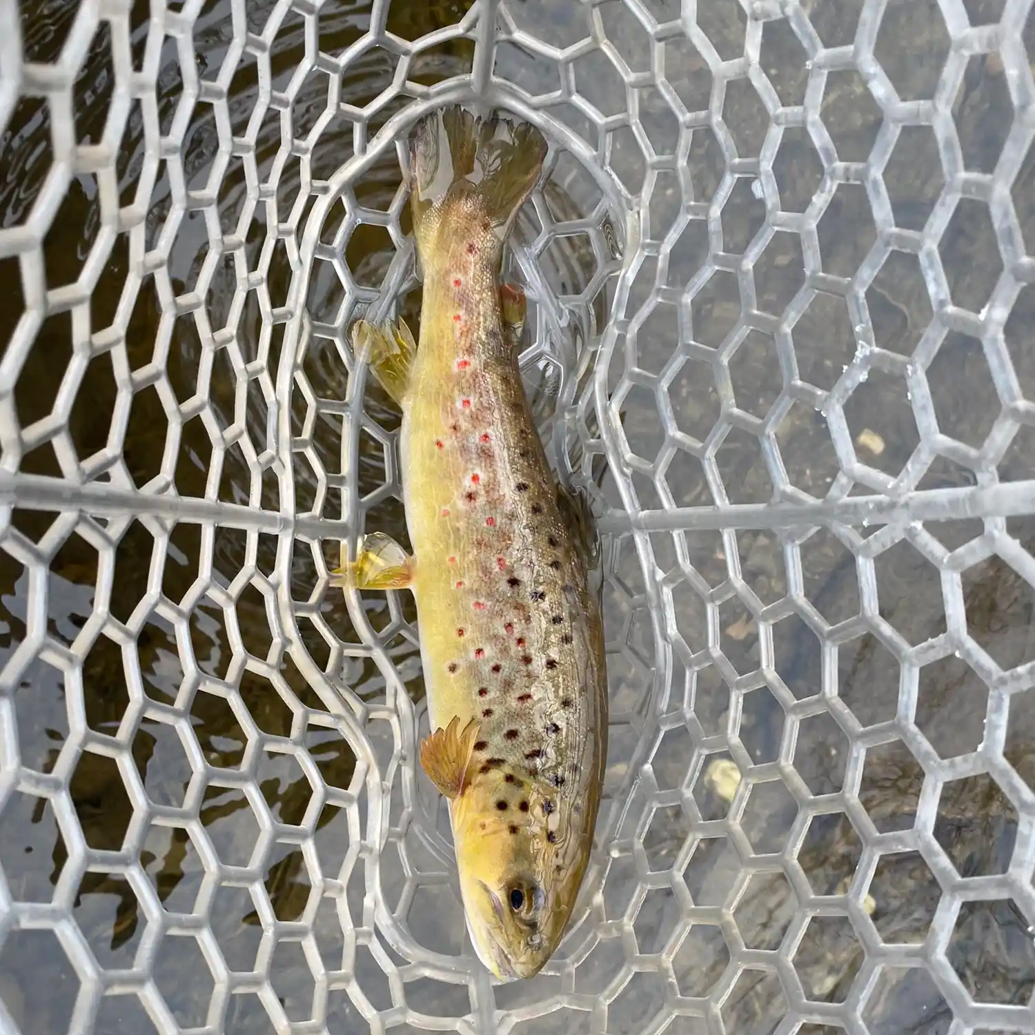 Catching Catoctin Trout