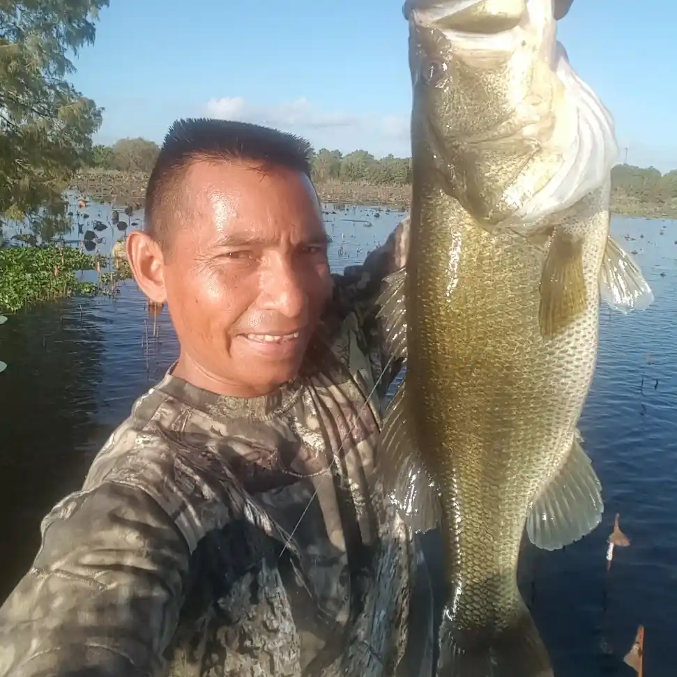 ᐅ Sheldon Lake fishing reports🎣• Cloverleaf, TX (United States) fishing
