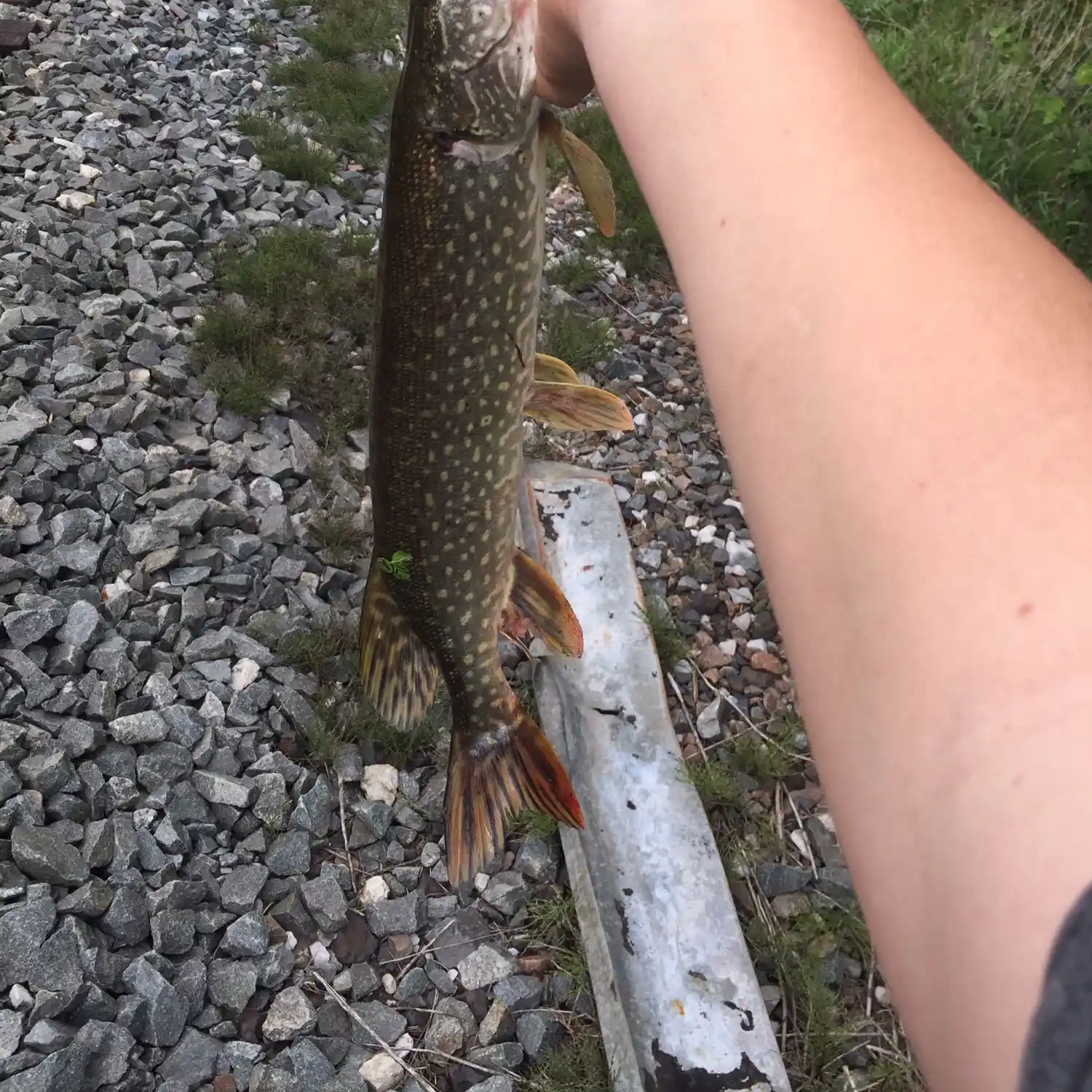 ᐅ North River fishing reports🎣• Ontario, Canada fishing