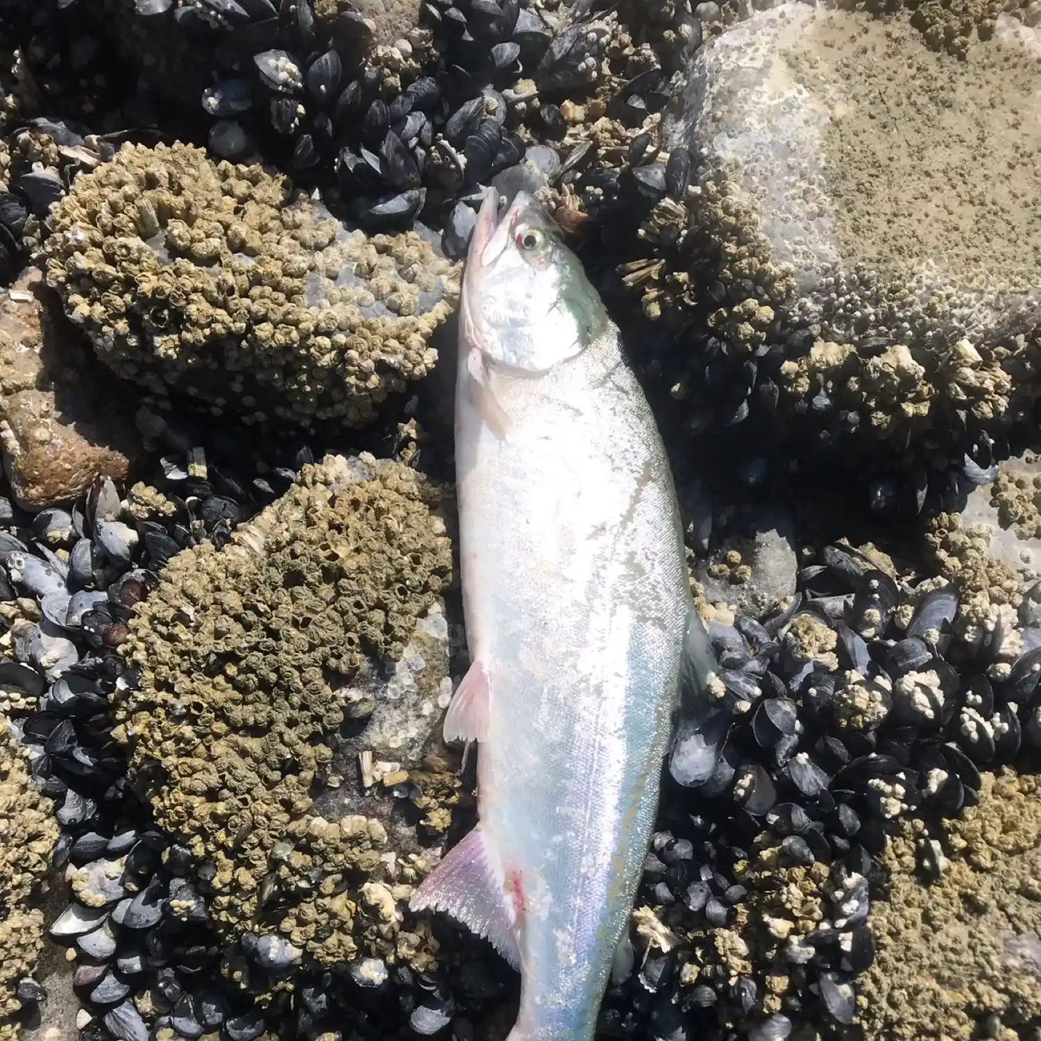 Fishing Furry Creek for Pink Salmon