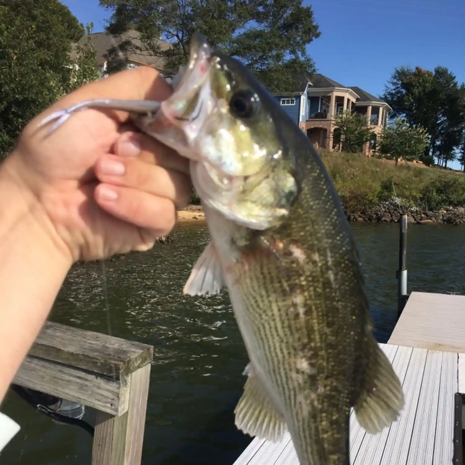 Sight-fish for Lake Wylie bass