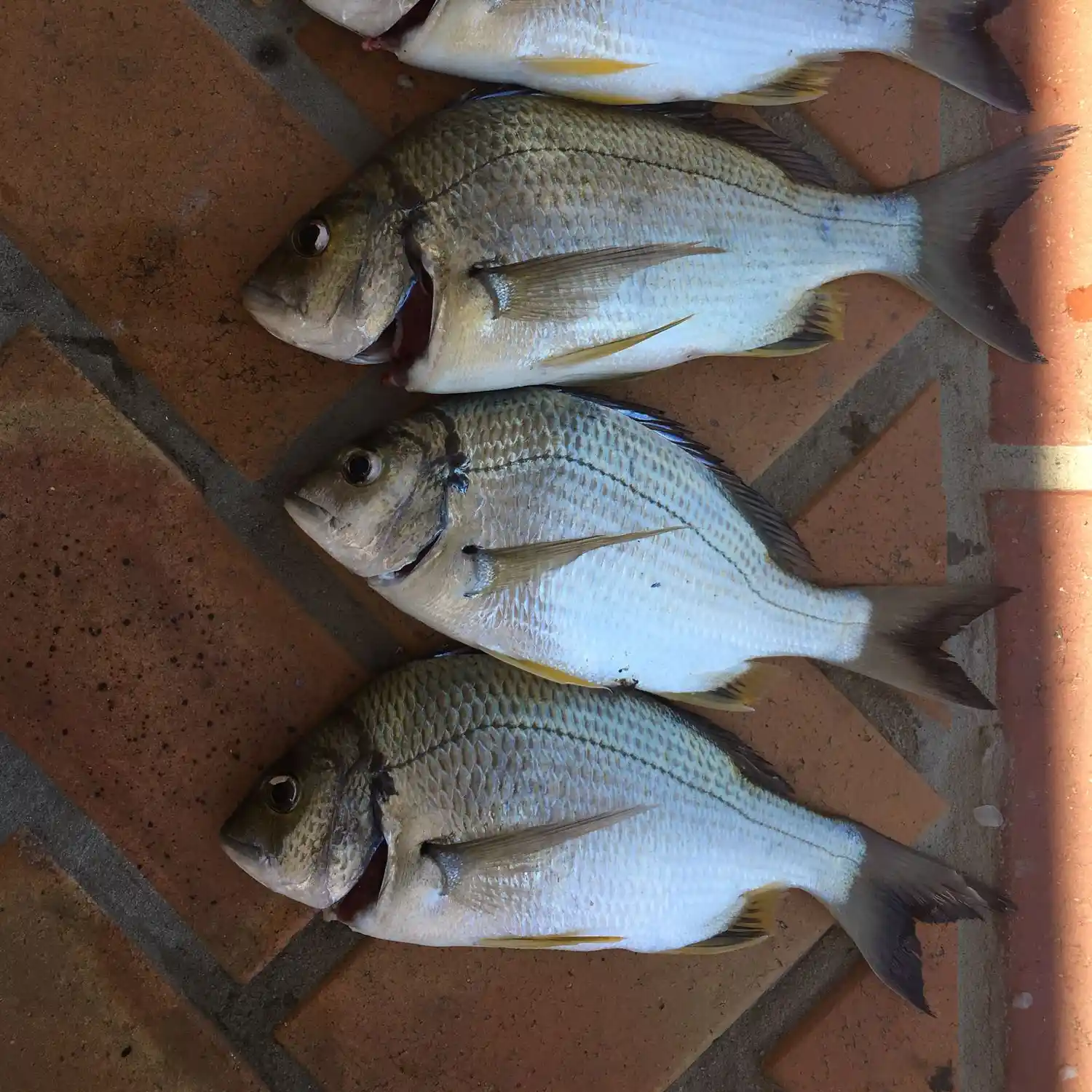 Crabbing Brisbane Waters - Saltwater Fishing Reports - DECKEE Community