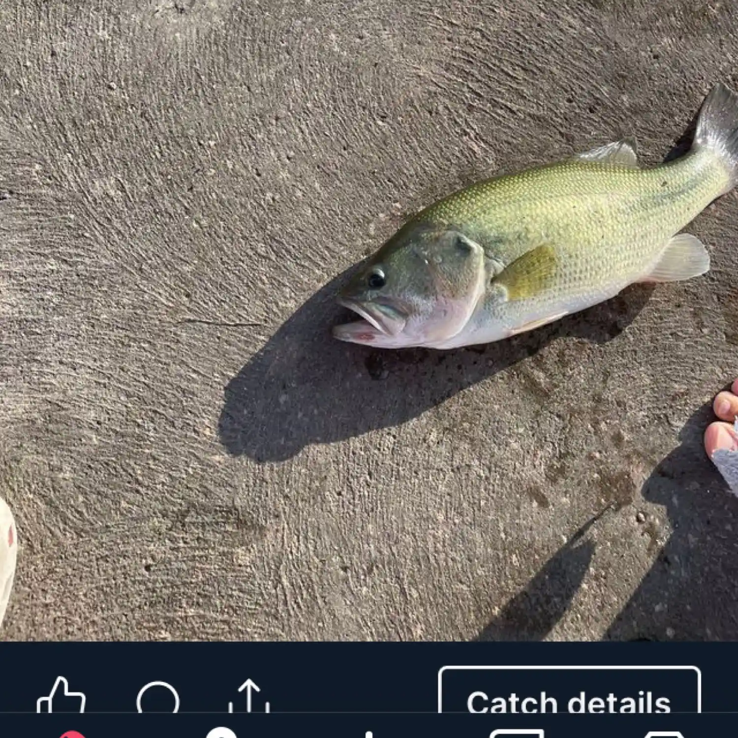 most liked catch image