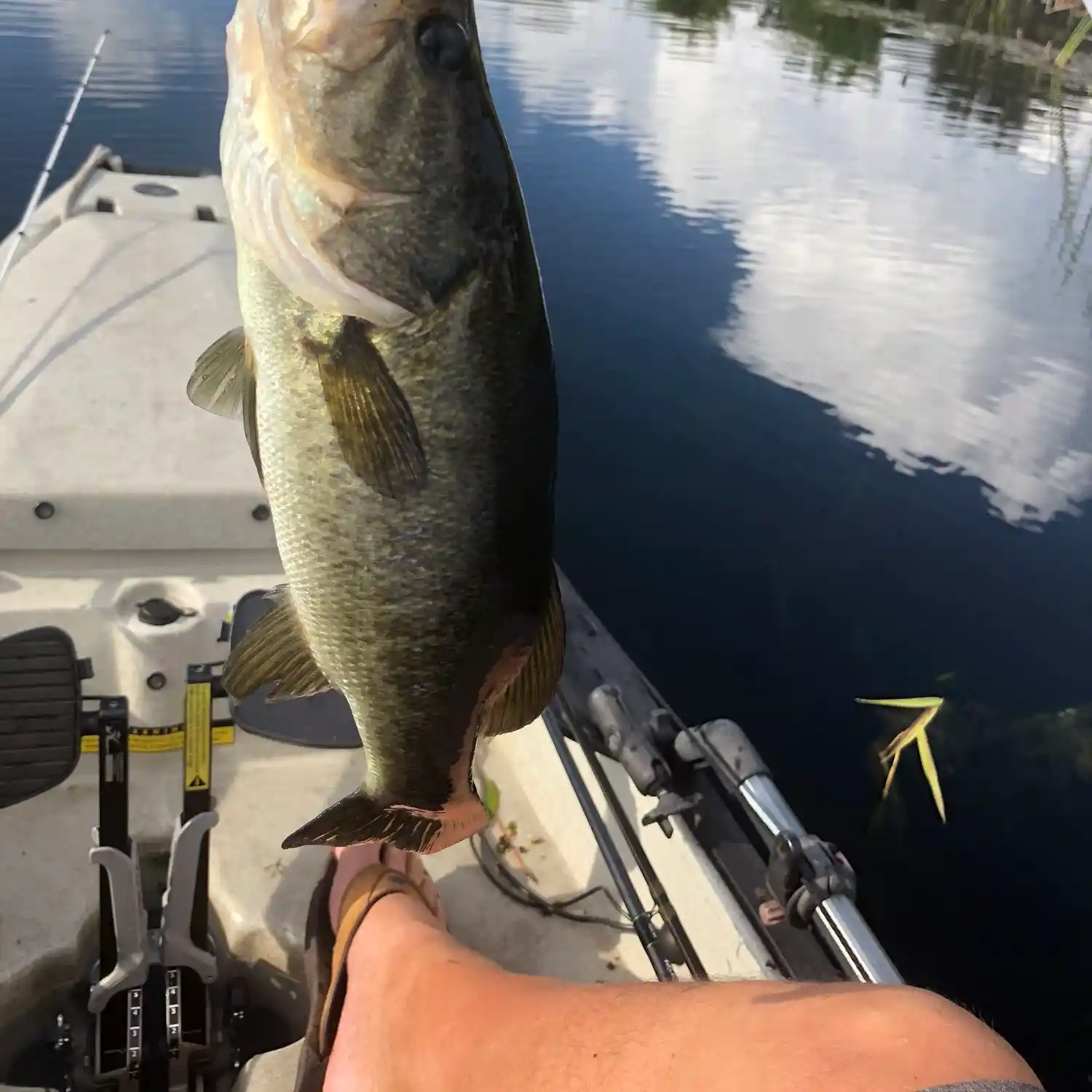 ᐅ Little Lake Sawyer fishing reports🎣• Lake Butler, FL (United States ...