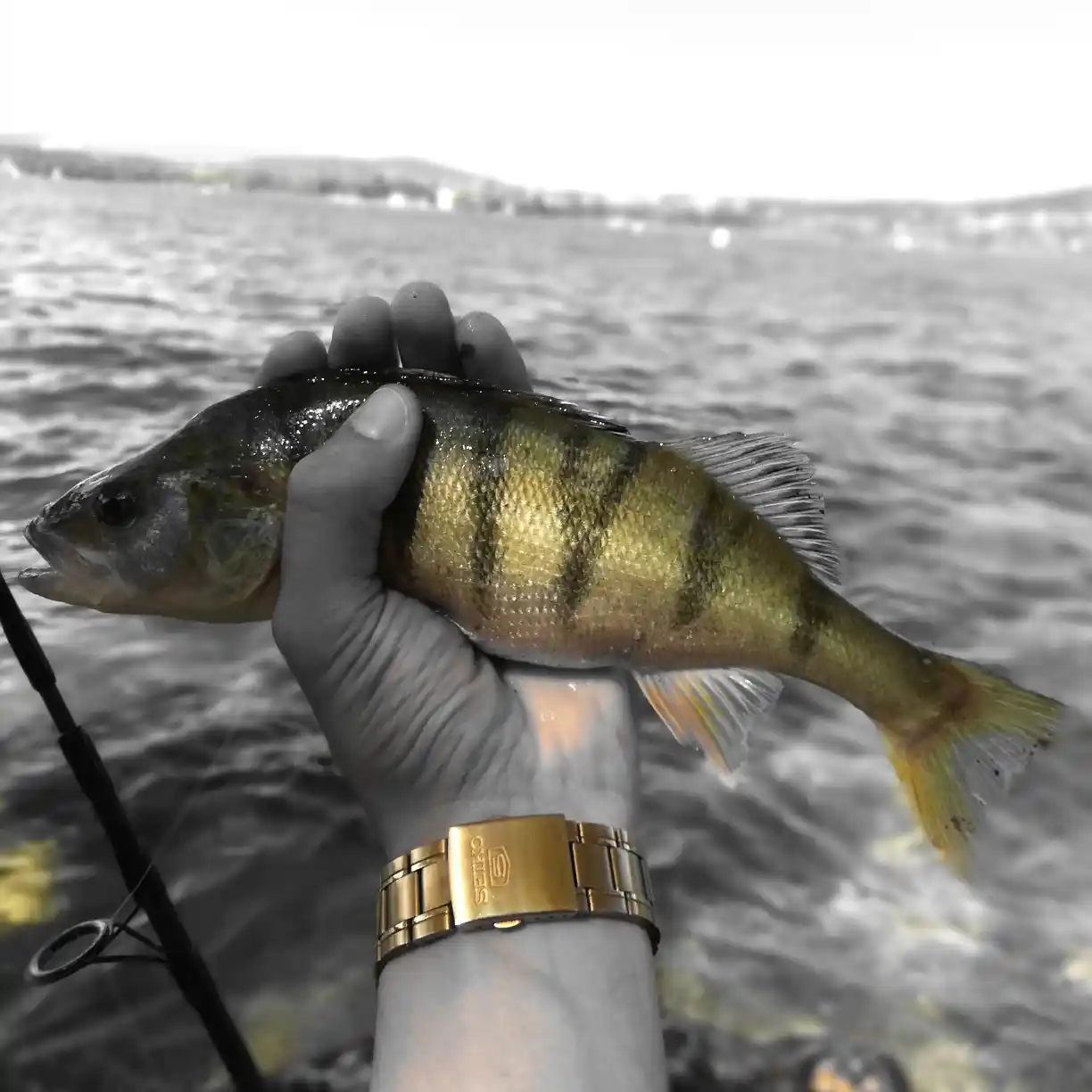 French Fishing Float Trout Torrent