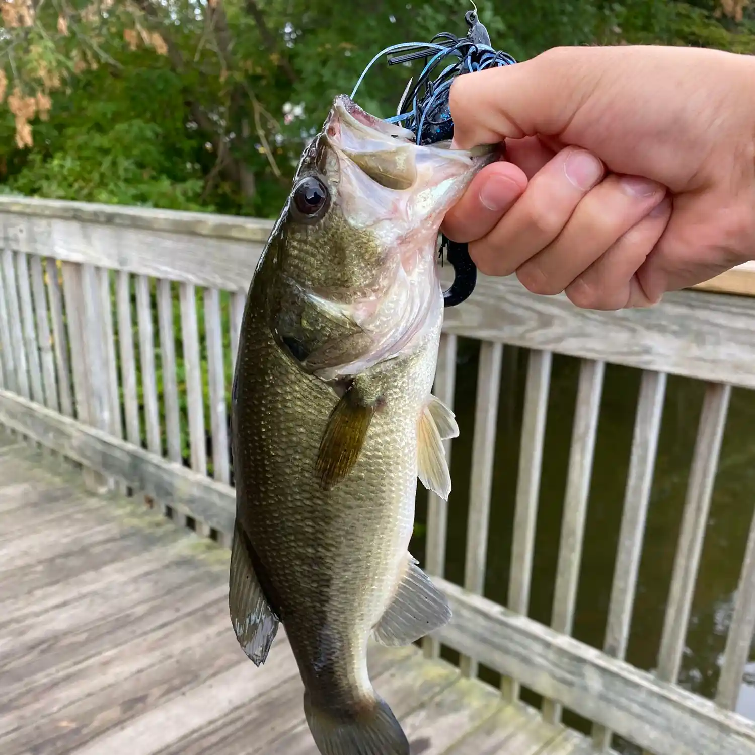 Hardy Pond Fishing - Waltham, MA - Bass and Bluegill Fishing    I was out on a recon mission of Hardy Pond in  Waltham, MA and what I found didn't look