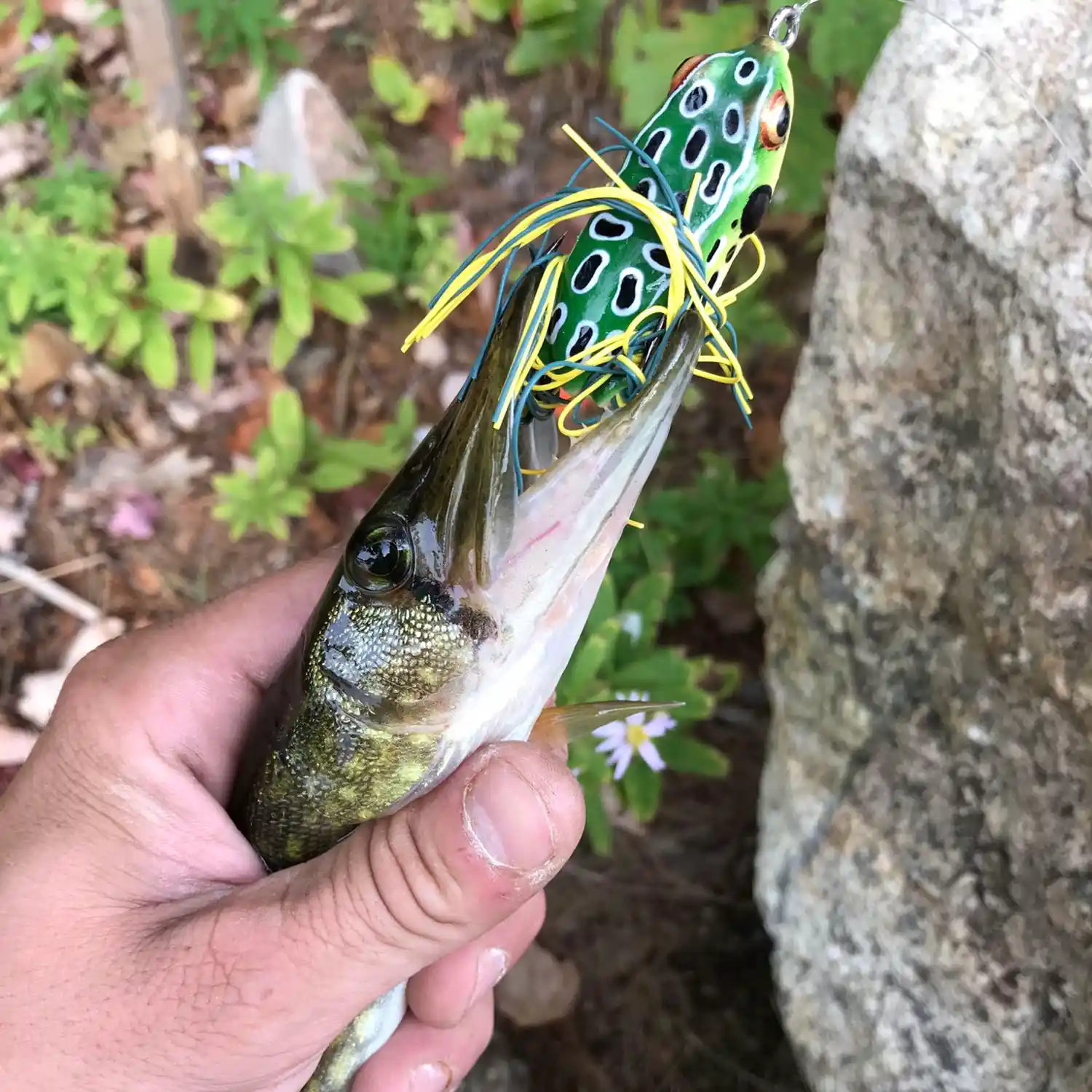 ᐅ Lower Beech Pond fishing reports🎣• Laconia, NH (United States) fishing