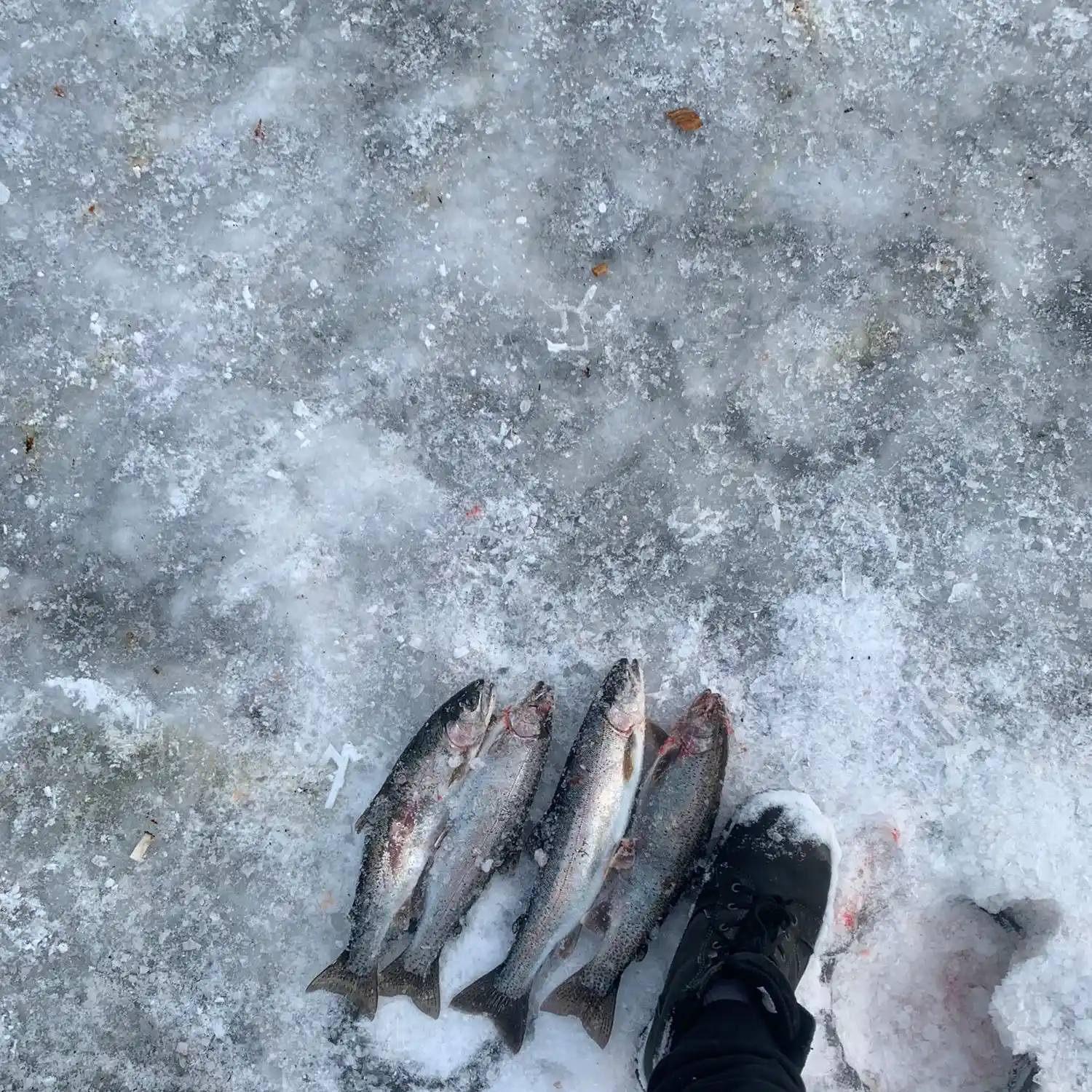 ᐅ Hihium Lake fishing reports🎣• British Columbia, Canada fishing