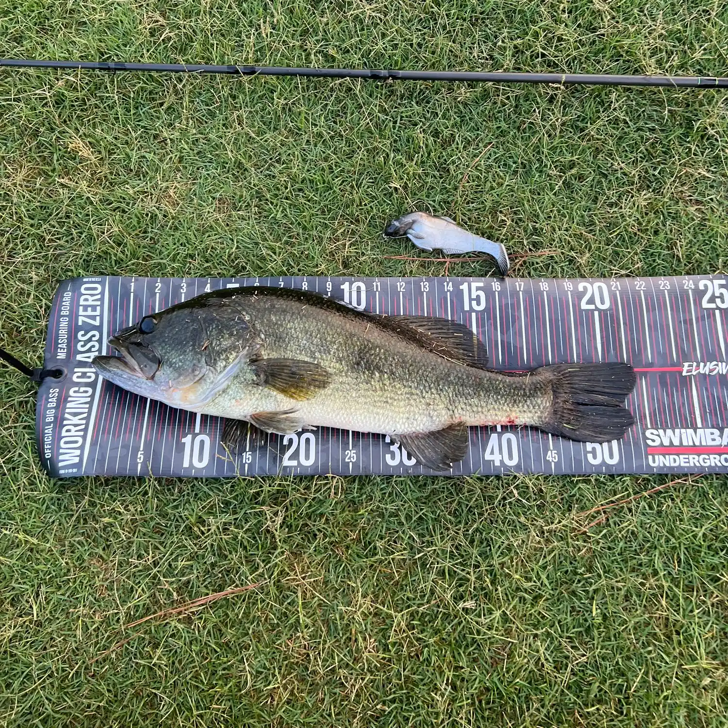 Largemouth Bass Ruler: Wide Series – Release Ruler