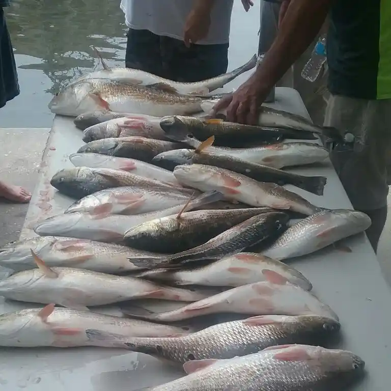 ᐅ Lake Billiot fishing reports🎣• Houma, LA (United States) fishing