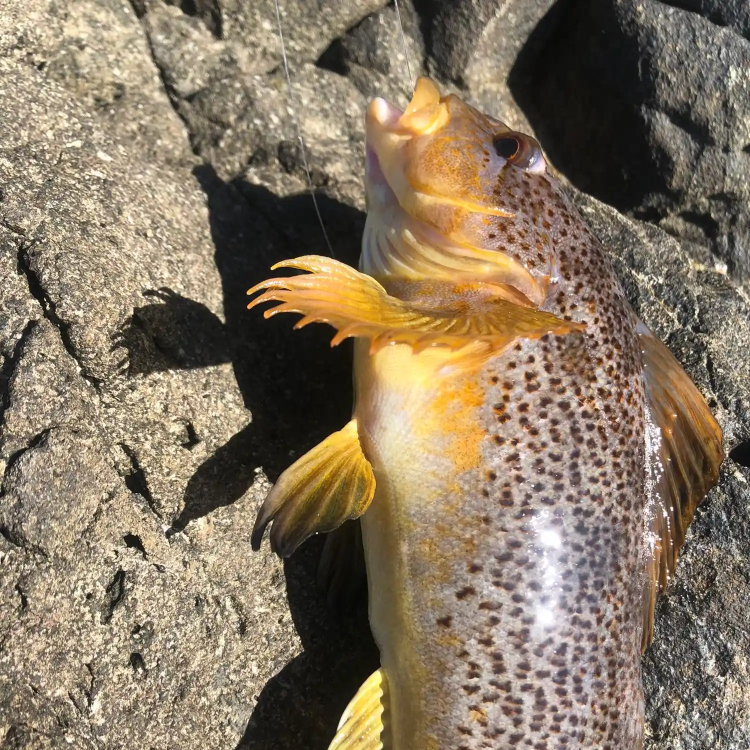 ᐅ Chetco River fishing reports🎣• Brookings, OR (United States) fishing