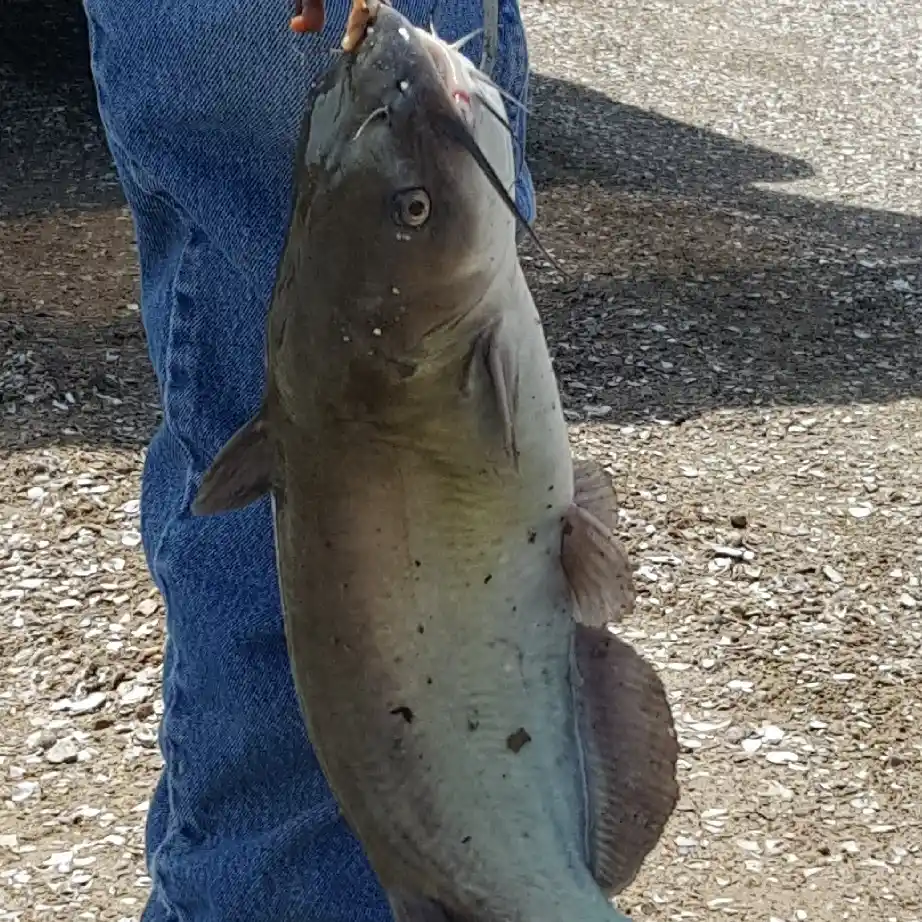 Catfishing a Small Desert Canal Spillway! (Arizona Fishing) 