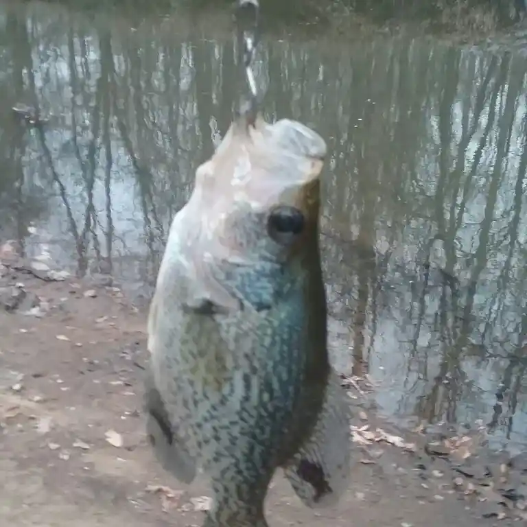 ᐅ Fowler Lake fishing reports🎣• Fayetteville, GA (United States
