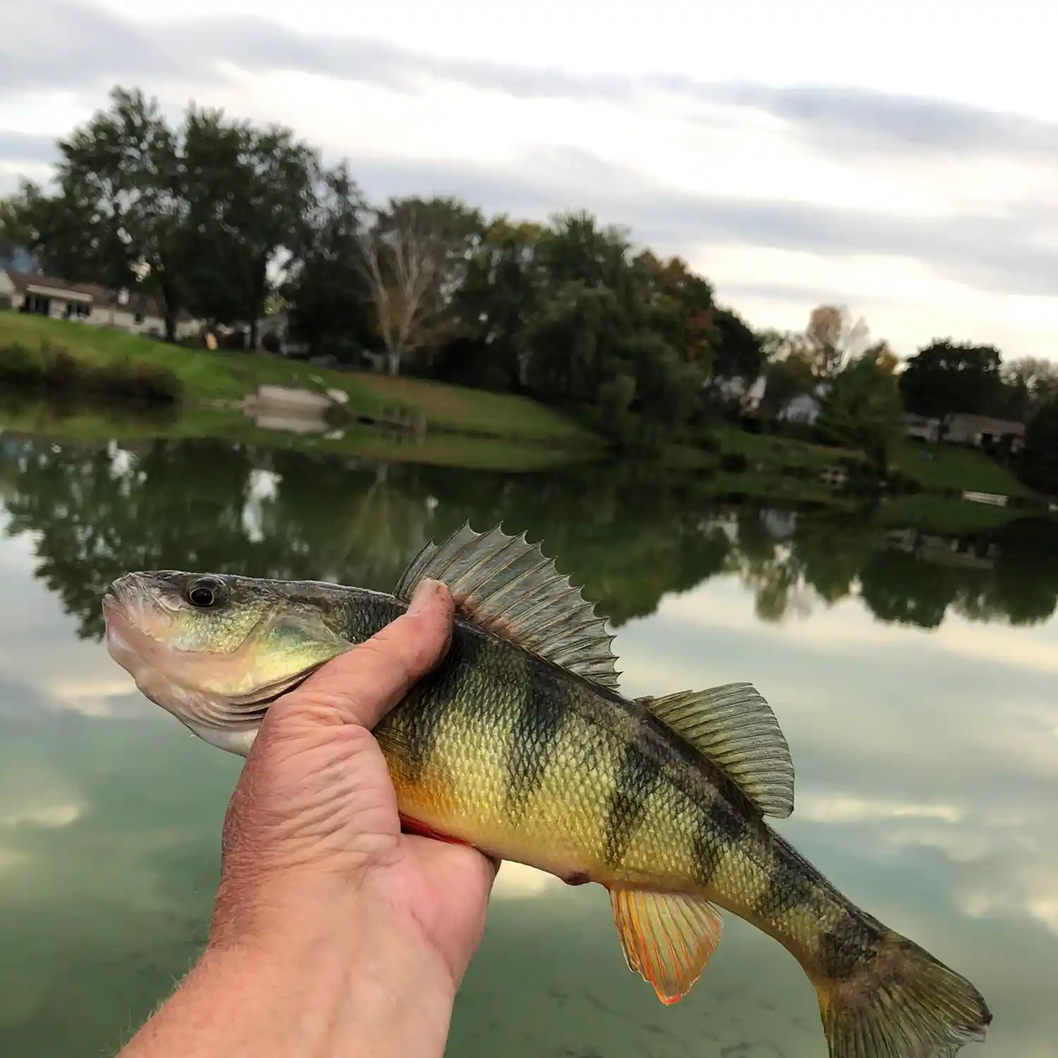 ᐅ Village Wood Lake fishing reports🎣• Novi, MI (United States) fishing