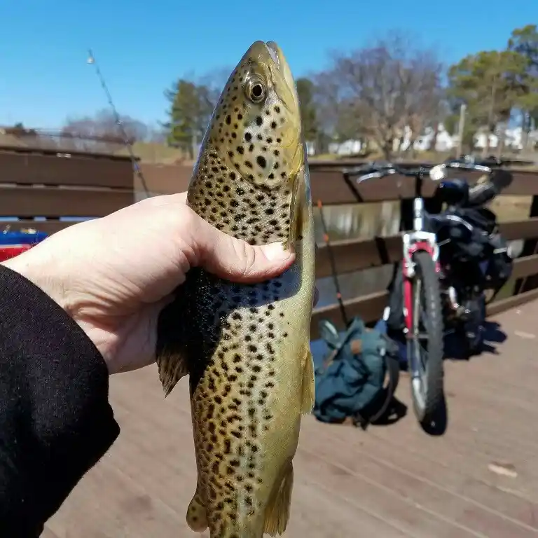 ᐅ Bigelow Brook fishing reports🎣• Manchester, CT (United States) fishing