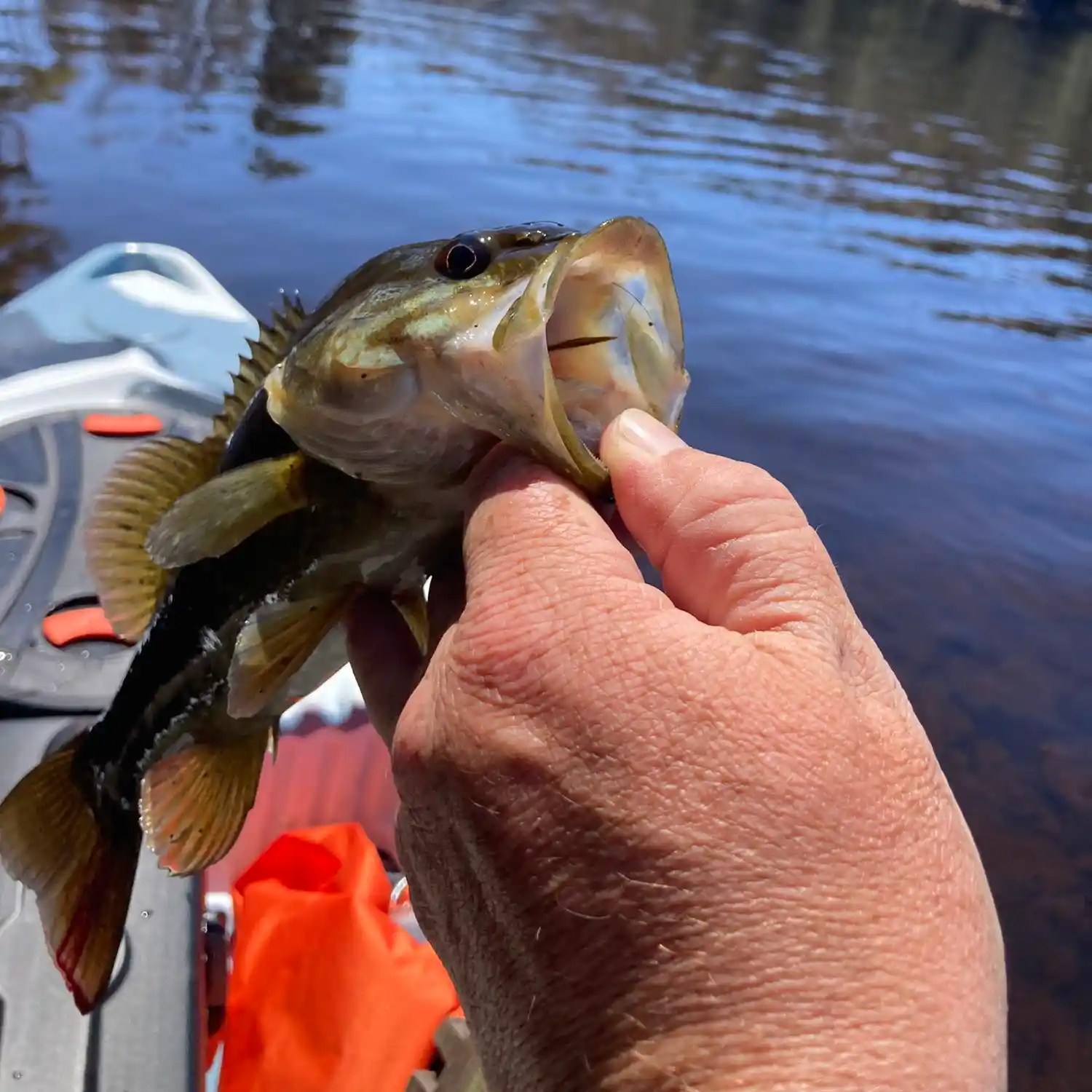 Banks Lake Smallmouth and More