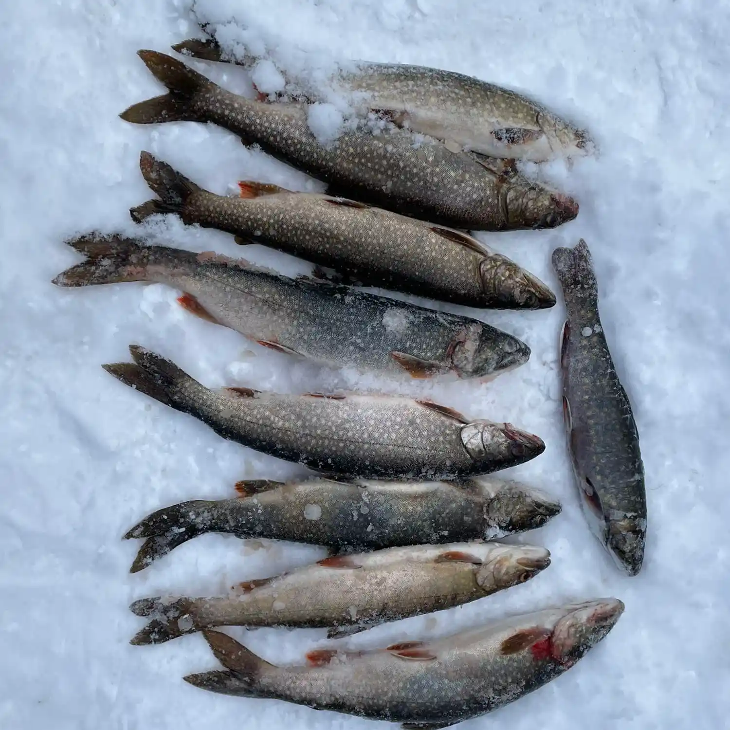 Learning to ice fish on Maine's changing lakes