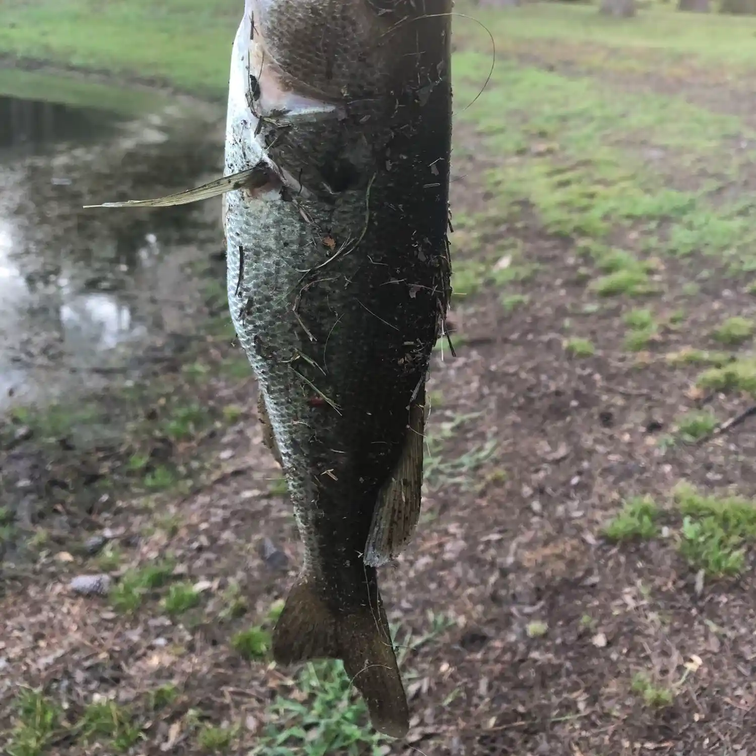 ᐅ Tilly Swamp fishing reports🎣• Red Hill, SC (United States) fishing