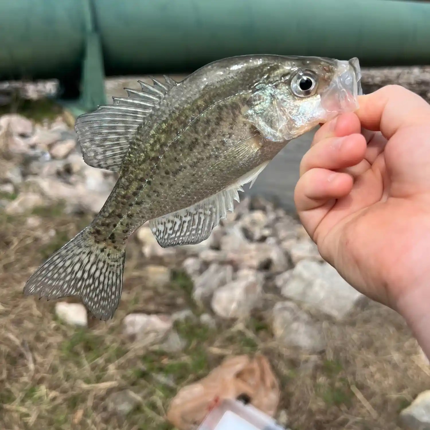 ᐅ Crabtree Creek Watershed fishing reports🎣• Morrisville, NC