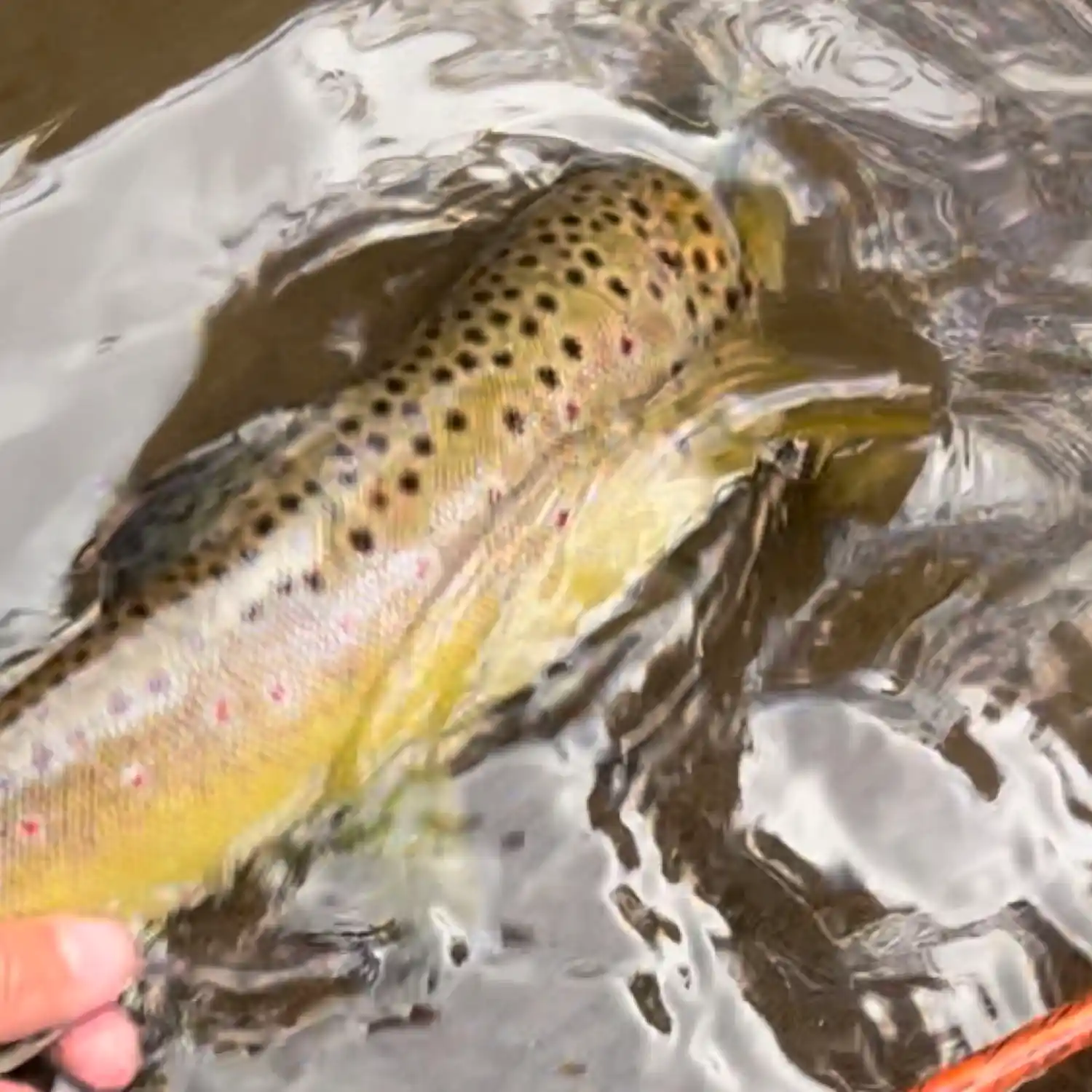 Trout Unlimited Washington DC Area Trout Fishing - District Angling