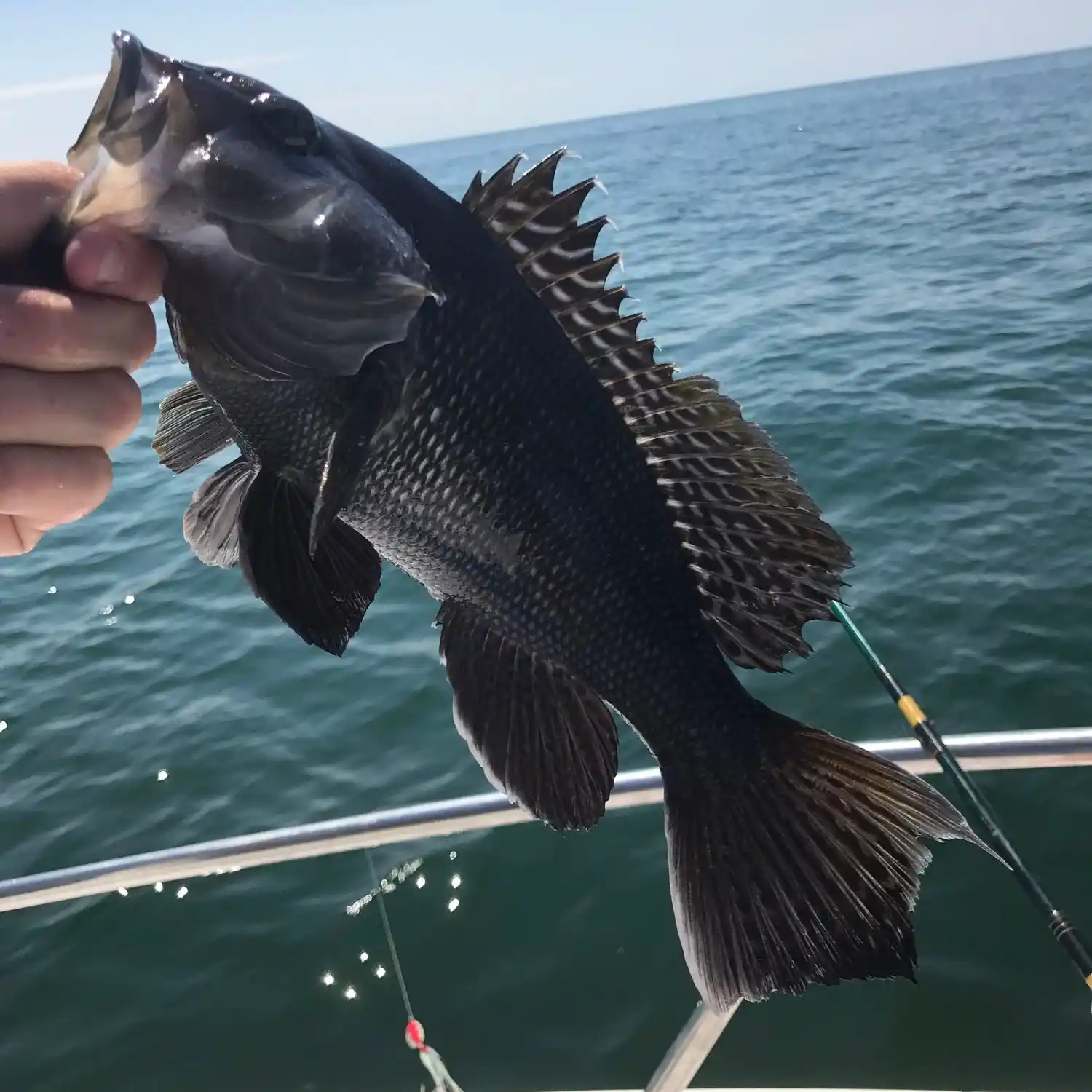 Amateur Fishing Fresh Fish Fishing Net Catch Black Sea Goby Stock Photo by  ©Iryna_L 414341088