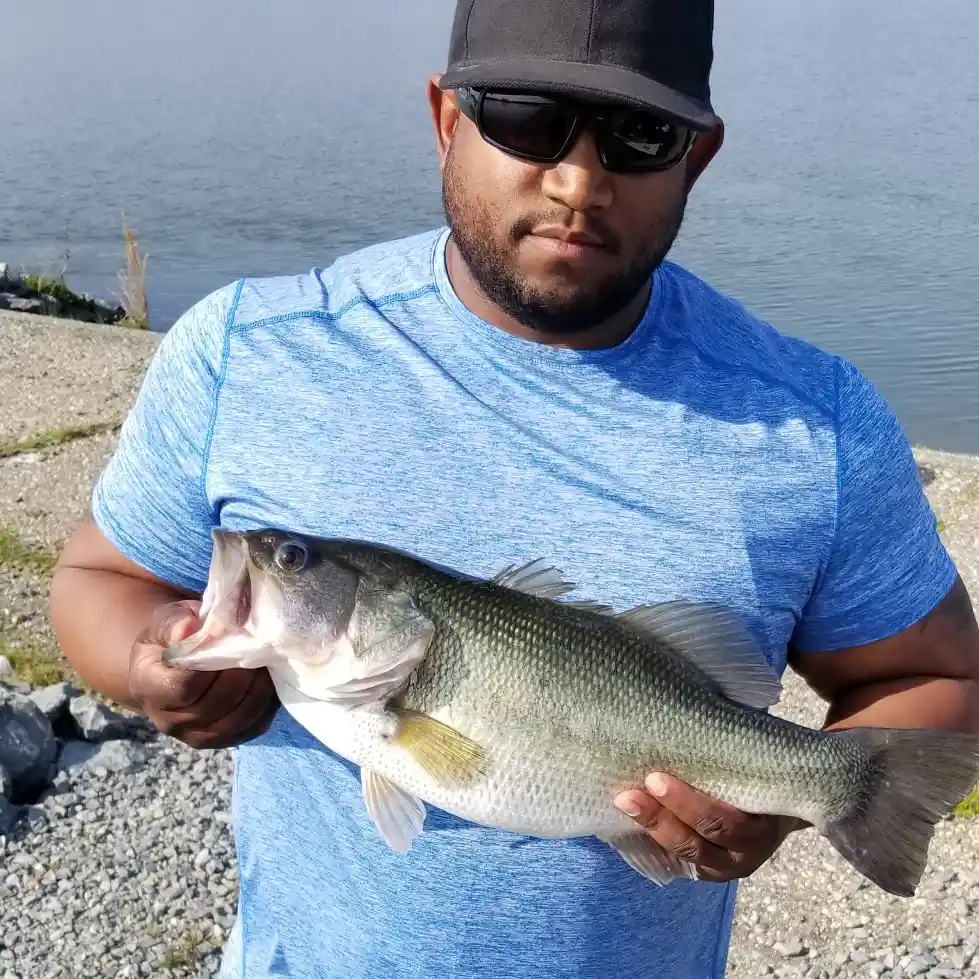 ᐅ Quaker Neck Lake fishing reports🎣• Goldsboro, NC (United States) fishing