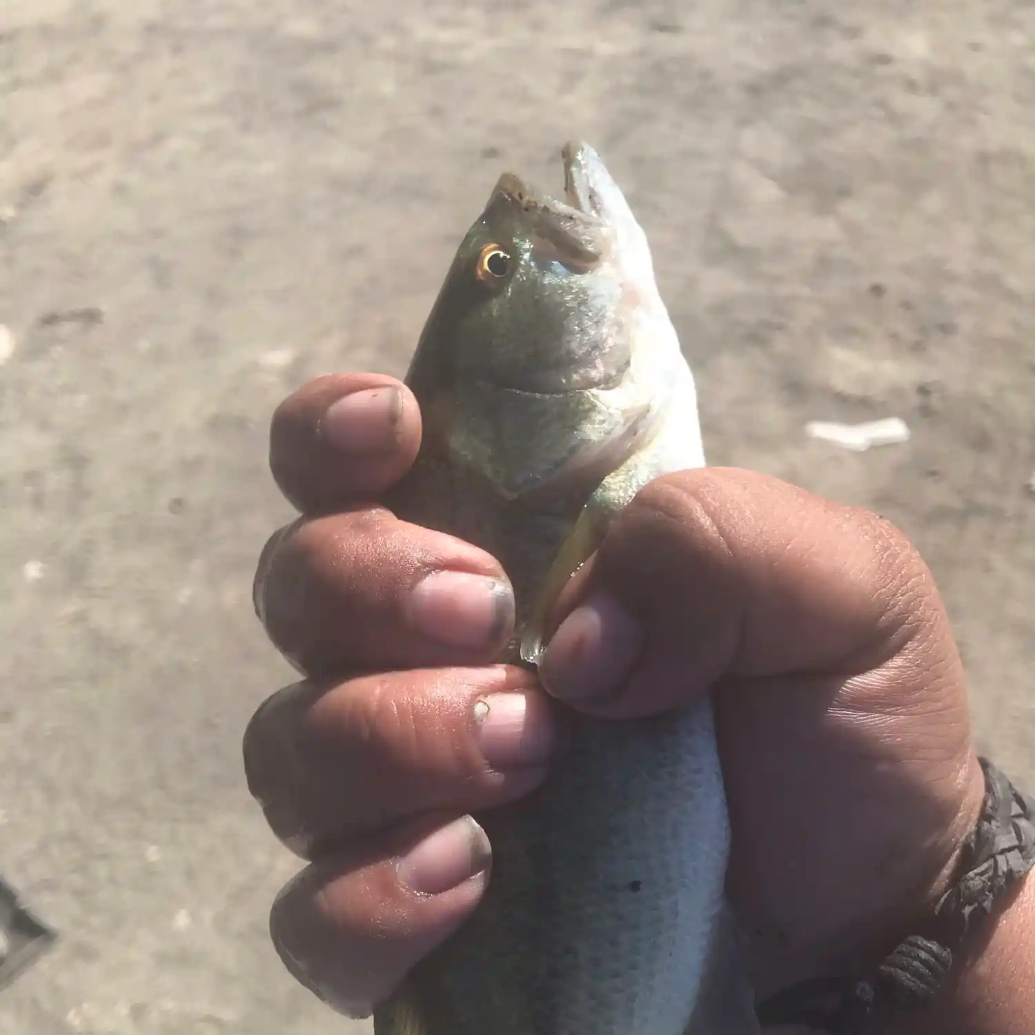 ᐅ Winchester Wasteway fishing reports🎣• Moses Lake, WA (United