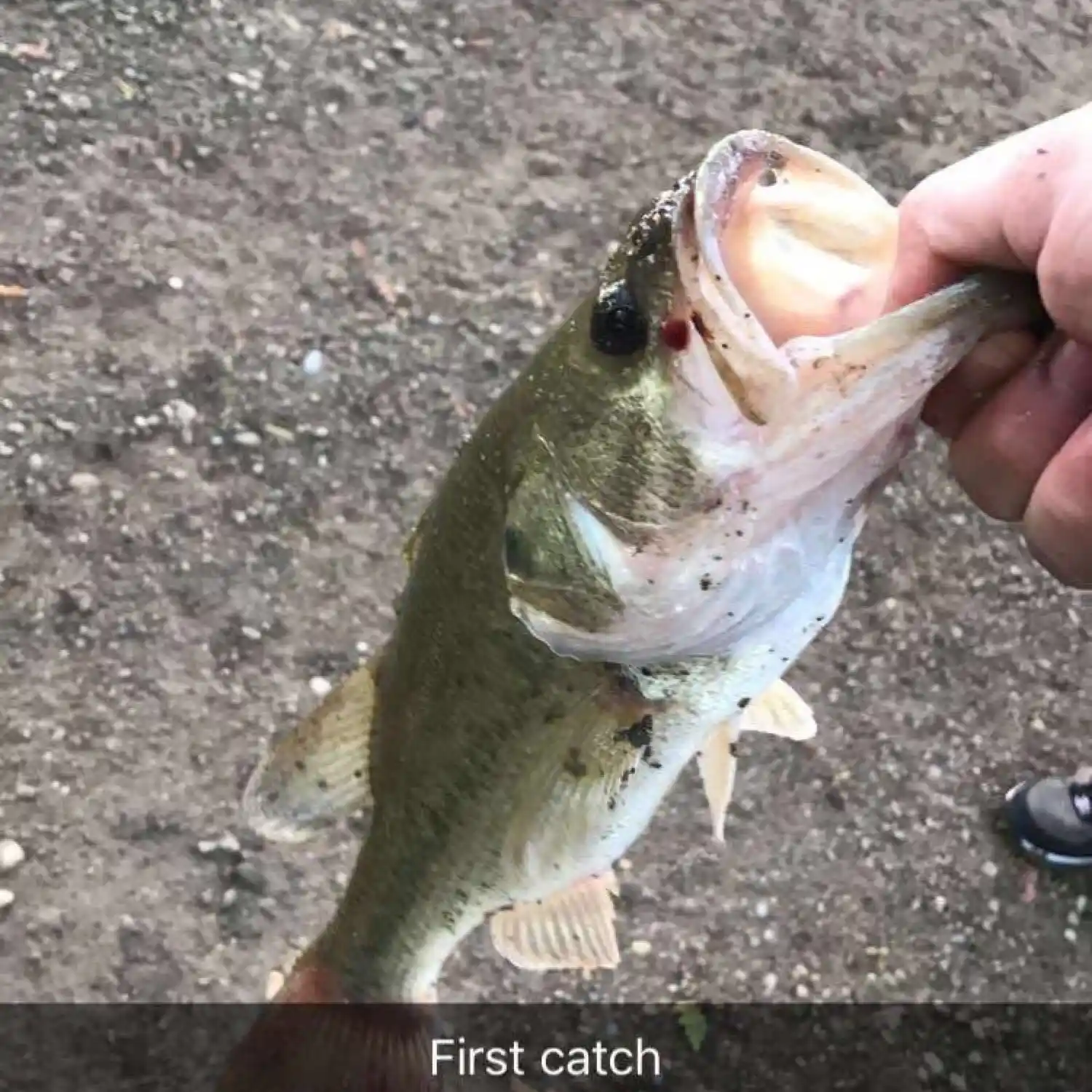 most liked catch image