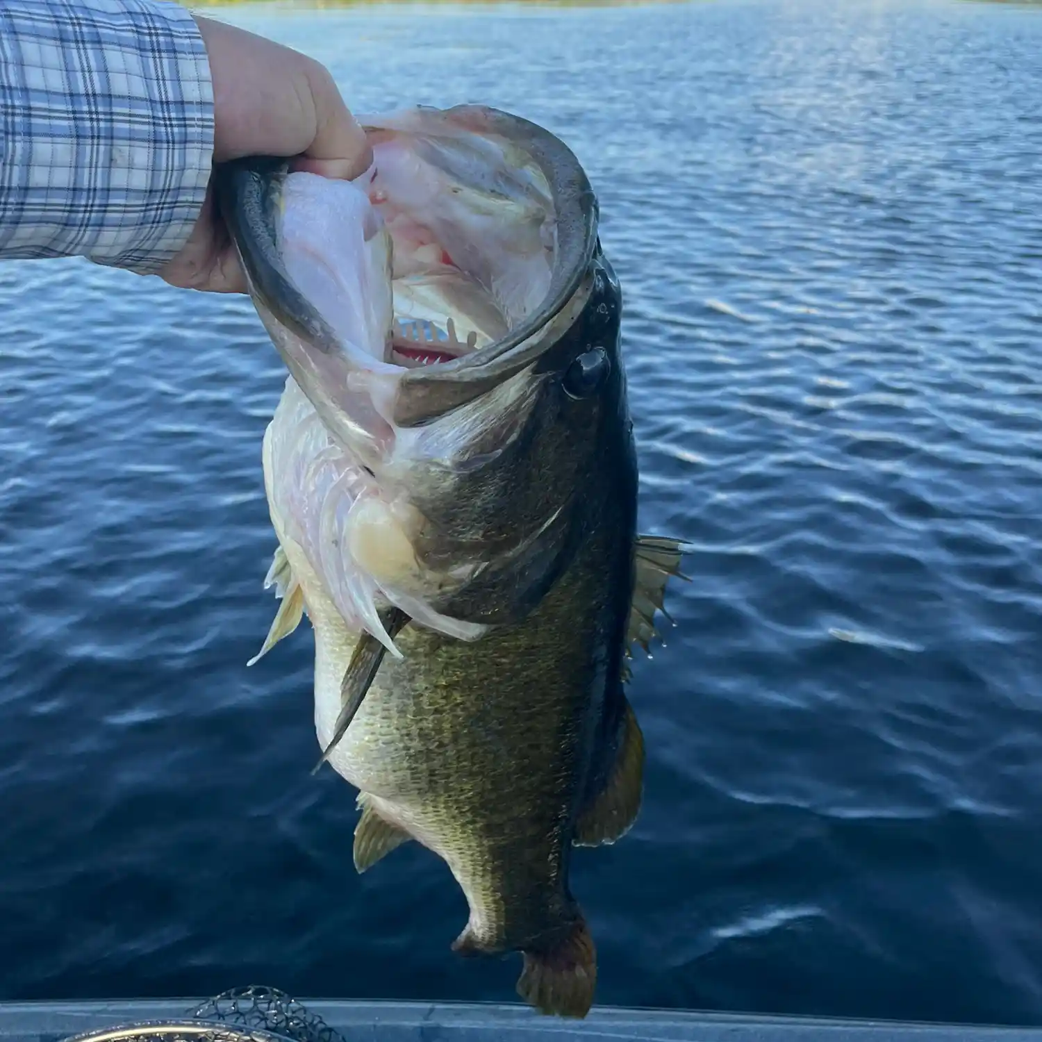 ᐅ Lake Conine fishing reports🎣• Winter Haven, FL (United States) fishing