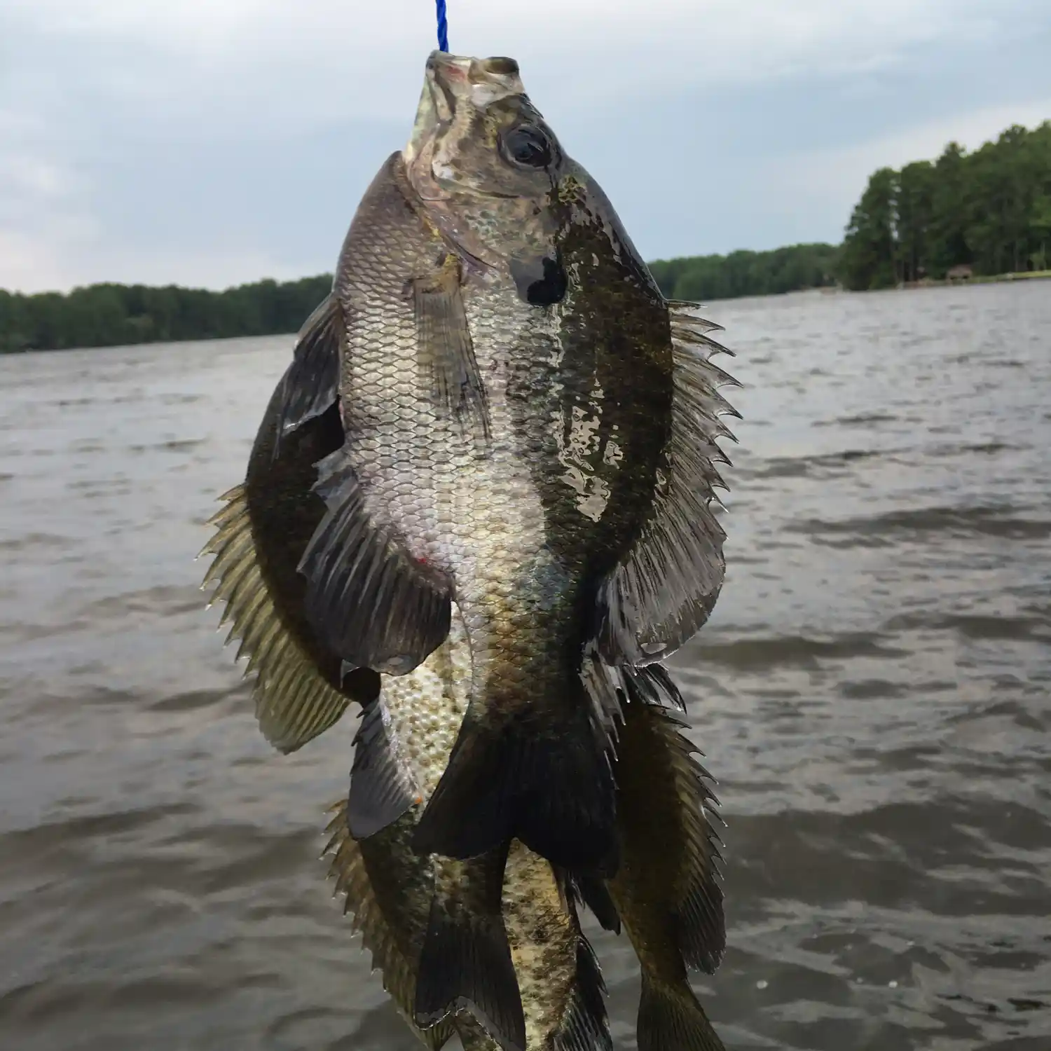 ᐅ F Coopers Pond fishing reports🎣• Columbia, SC (United States