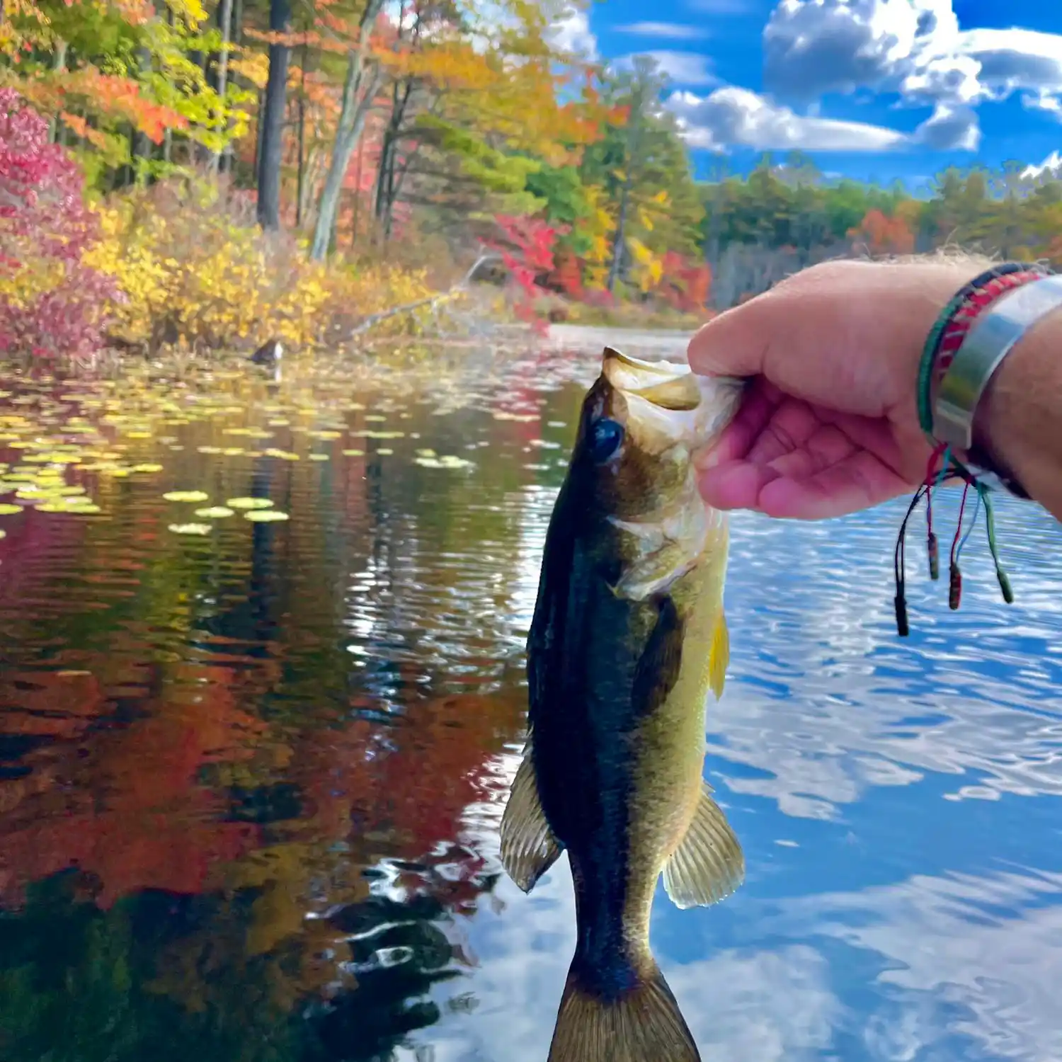 ᐅ Scobie Pond fishing reports🎣• Londonderry, NH (United States) fishing