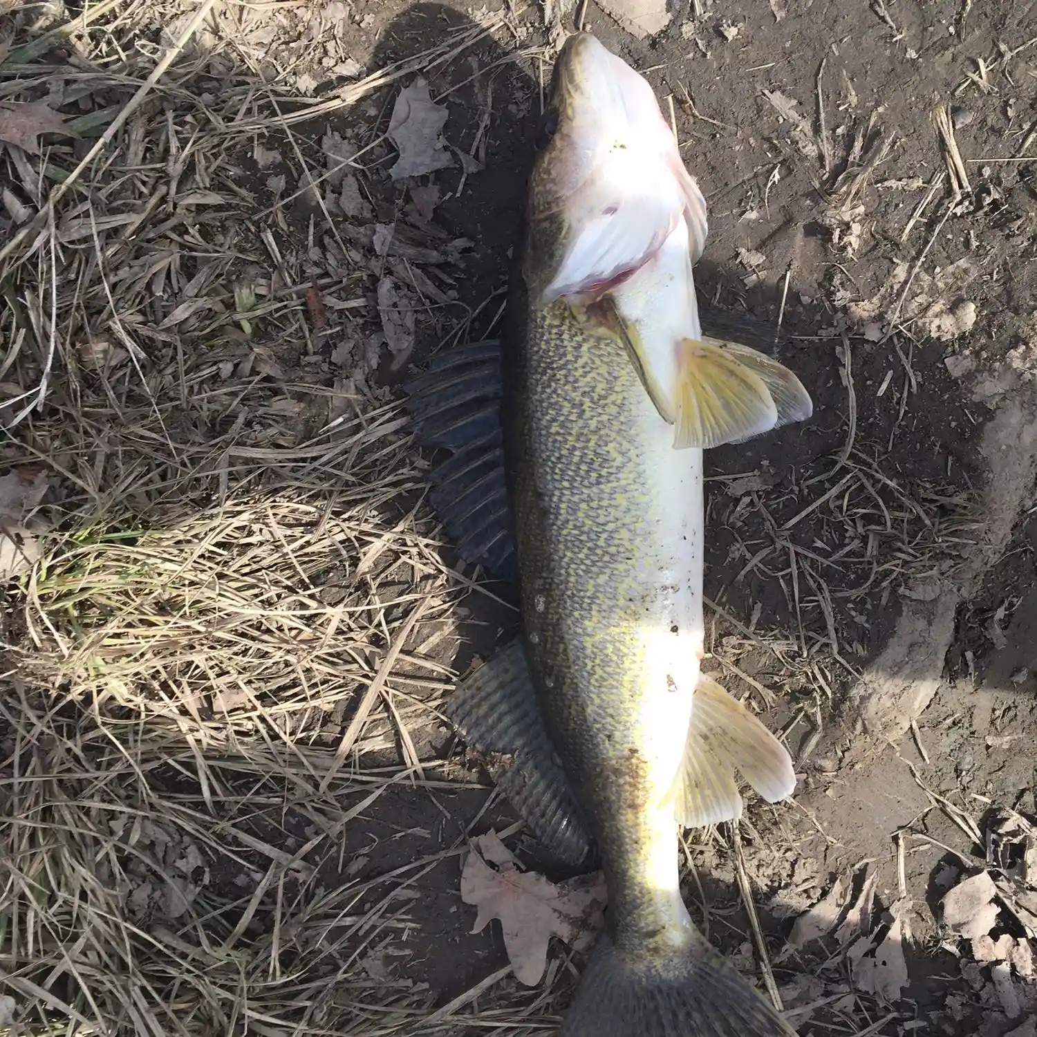 ᐅ Pymatuning Reservoir fishing reports🎣• Sharon, PA (United States) fishing