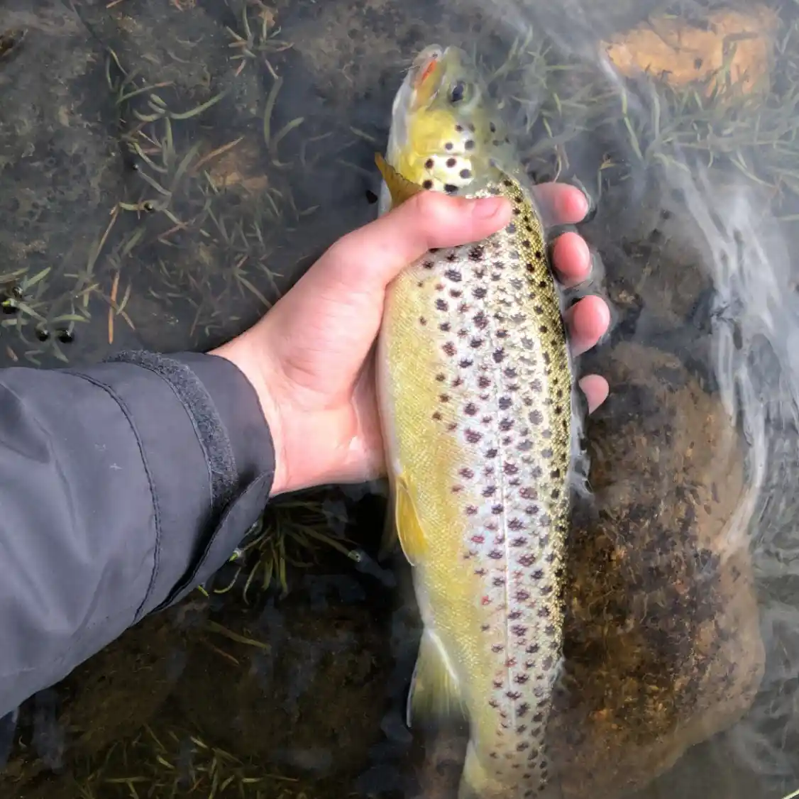 FLY FISHERMAN CATCHING FISH IN SHOAL WATER TROUT FISHING IN LOCH