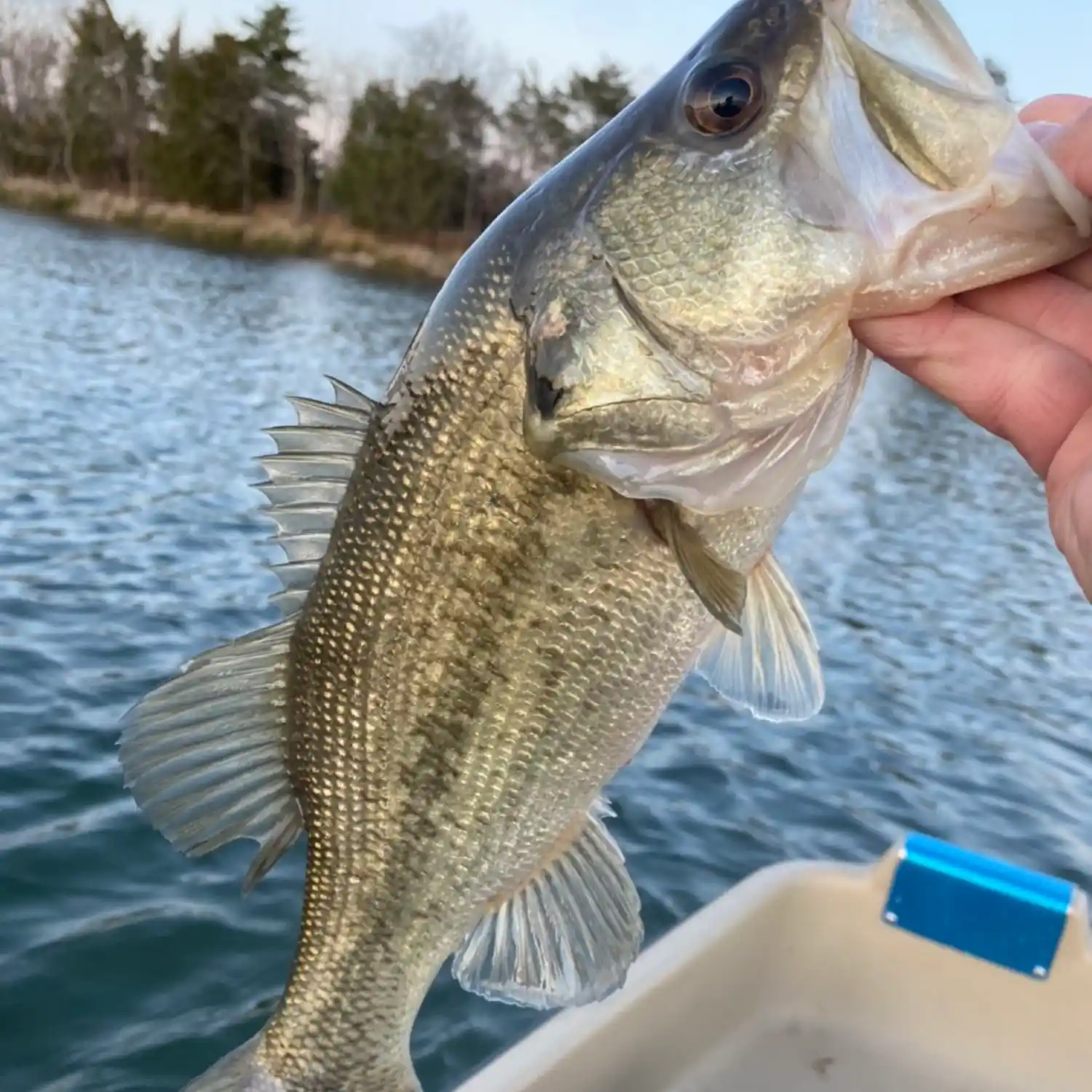 ᐅ Jim Chapman Lake fishing reports🎣• Sulphur Springs, TX (United