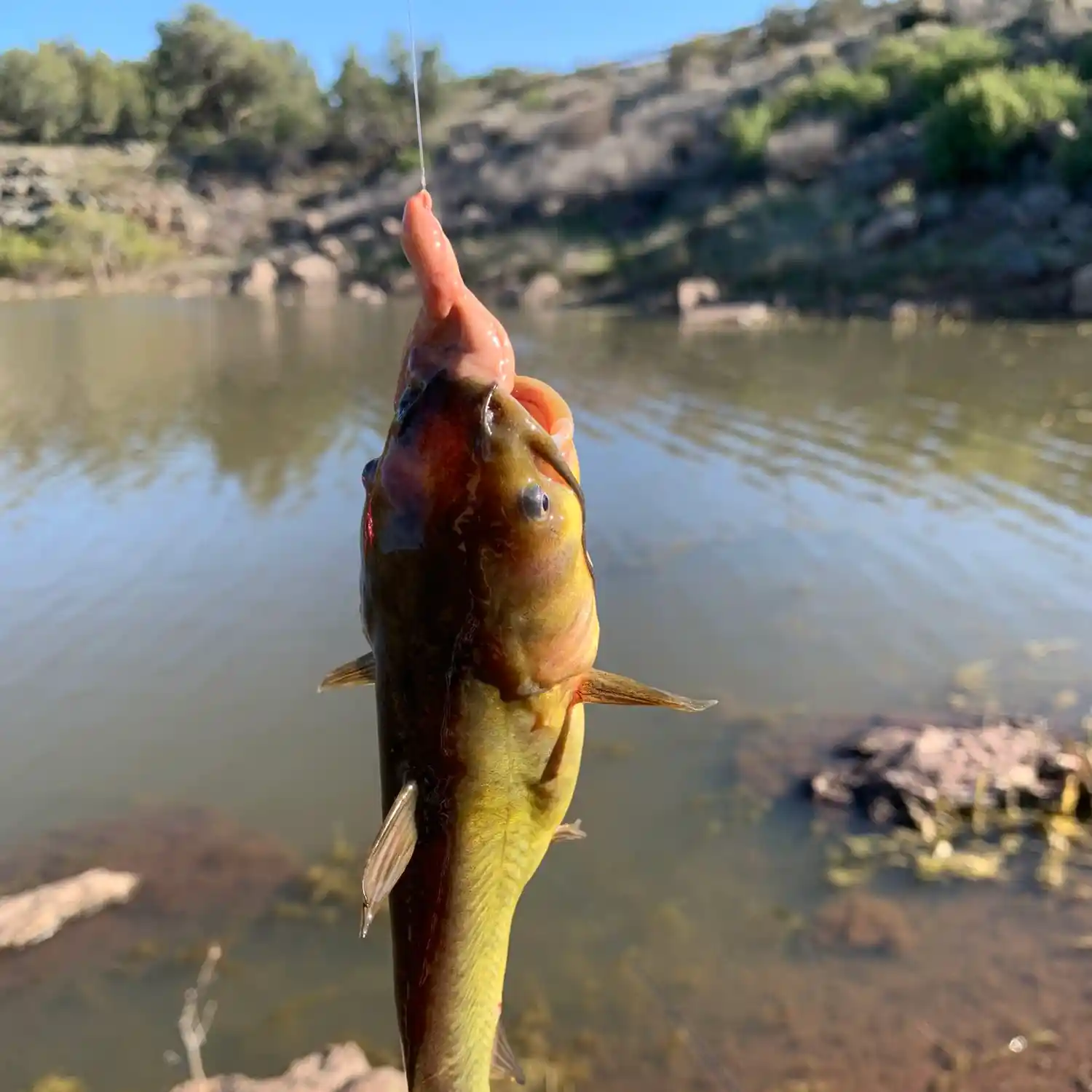 The Best Bait To Use While Fishing in Hells Canyon