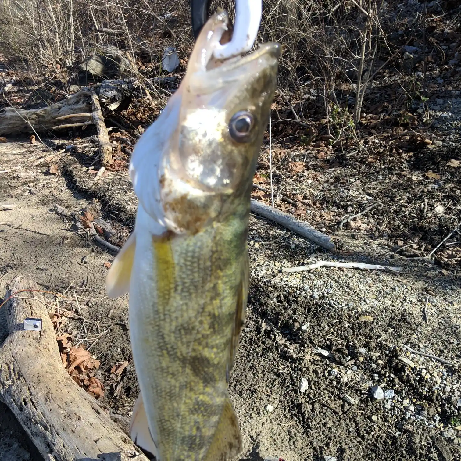 Little rapidan river smallmouth near Fredericksburg VA. Saw some HOGS but  the big boys weren't biting. : r/flyfishing