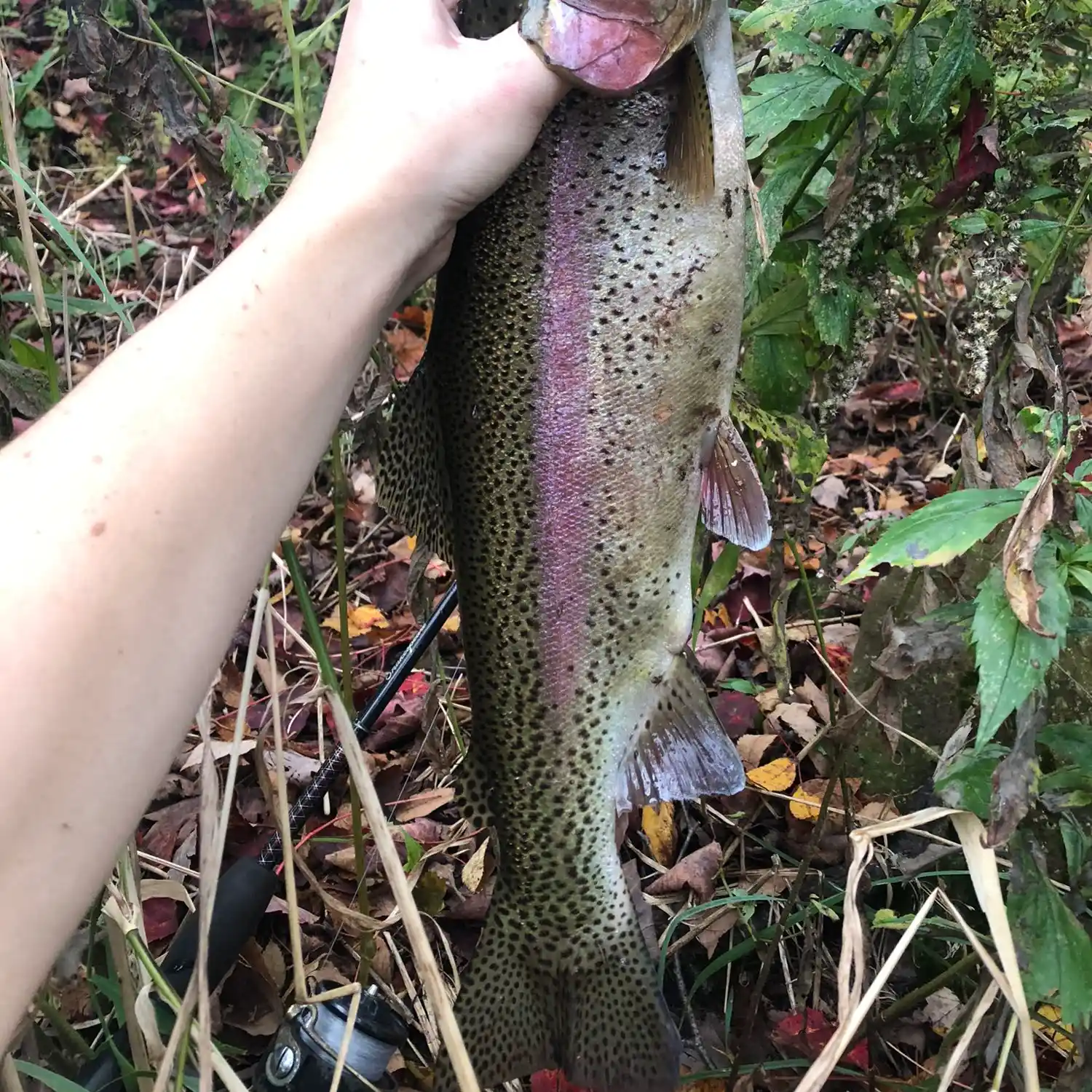 ᐅ Scales Pond fishing reports🎣• Prince Edward Island, Canada fishing