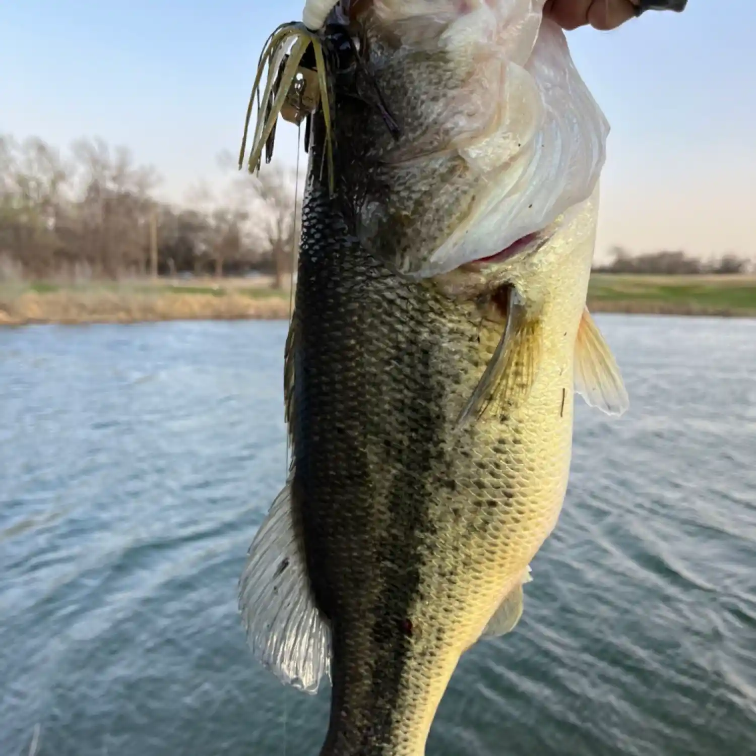 SPINNERBAIT BASS FISHING GOLF COURSE PONDS